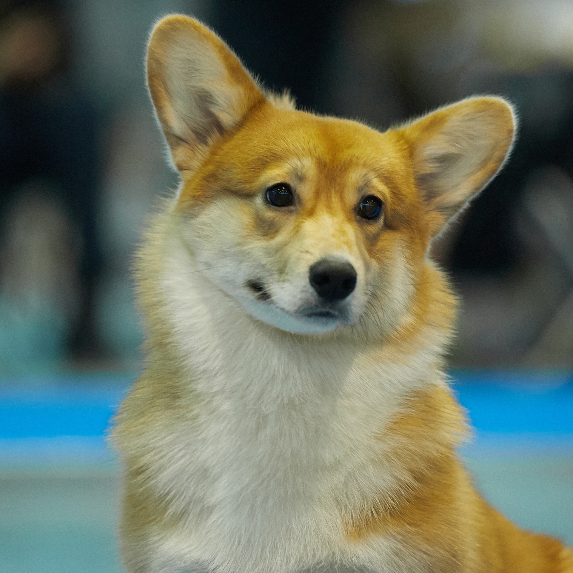 18-19.01.2020. Центр развития кинологии Звезда Невы