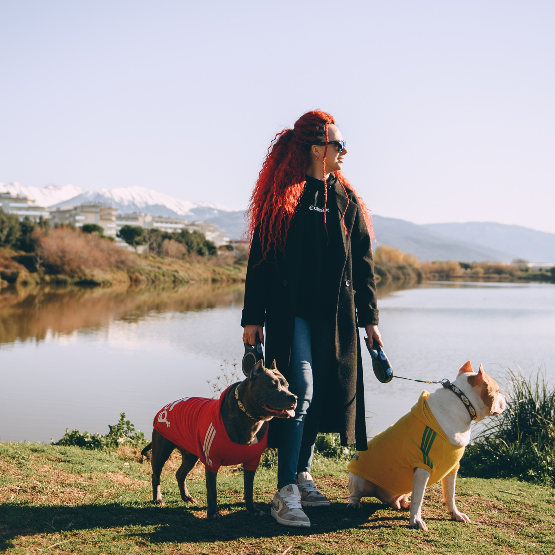 Игры с собаками