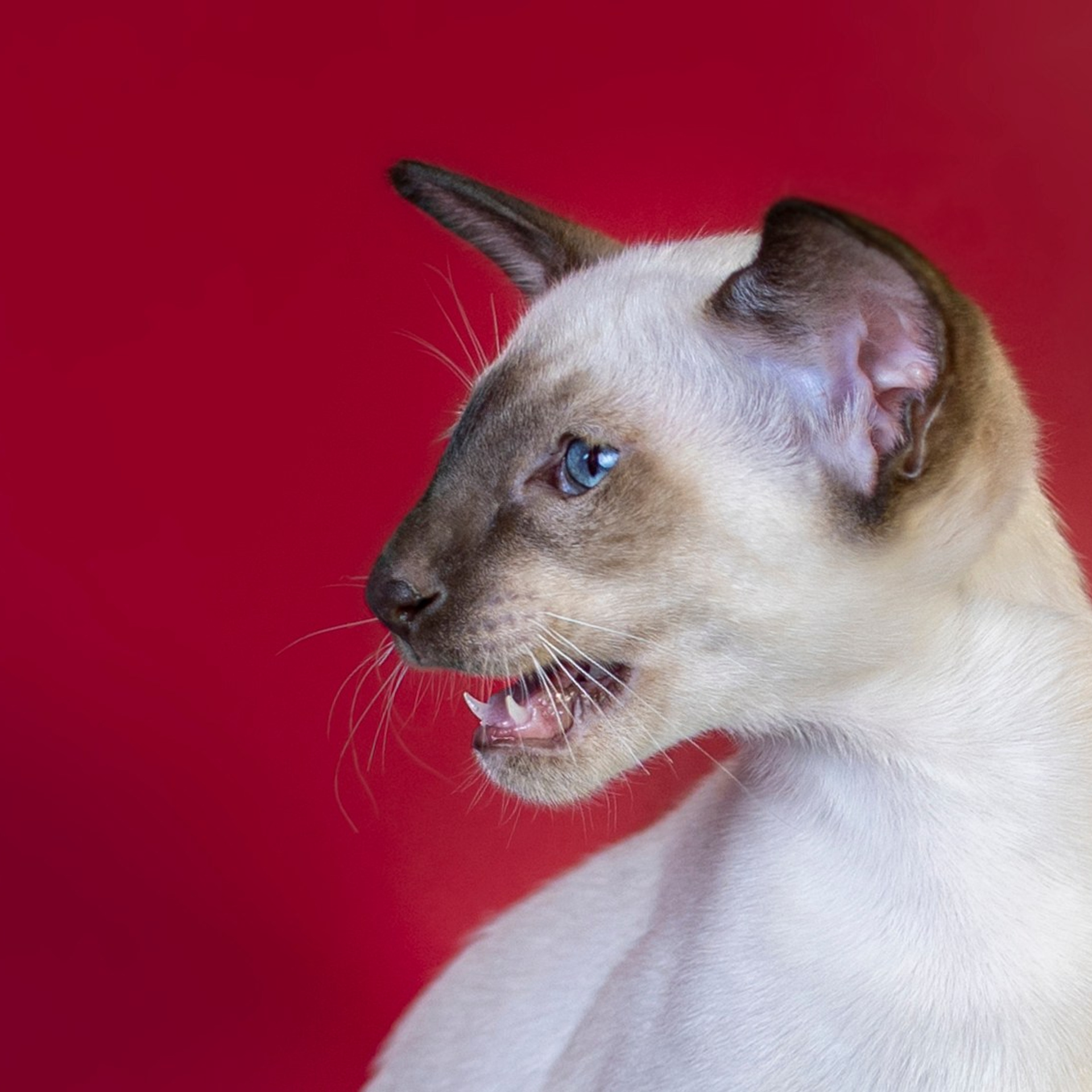 Божественные Ориенталы