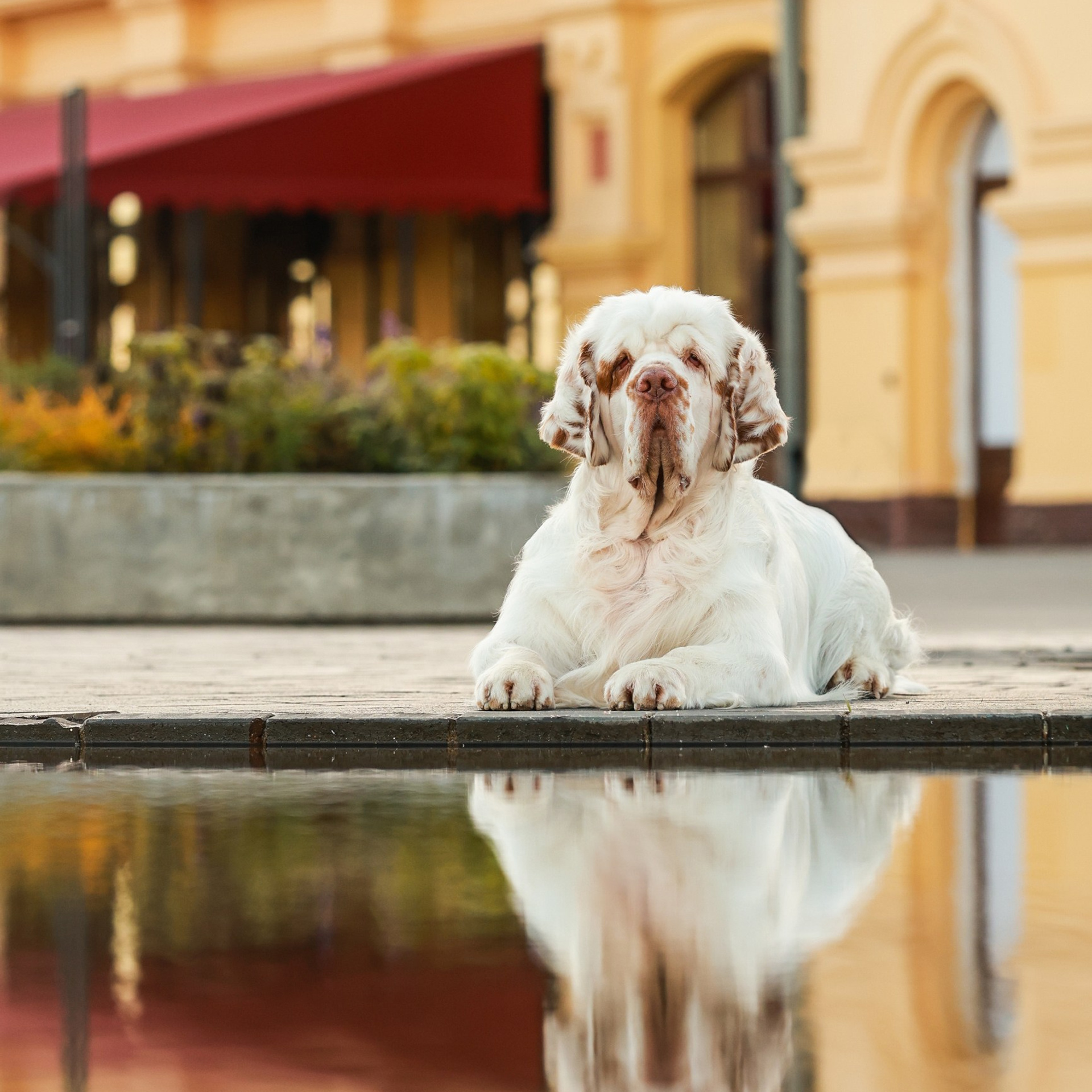 Отзывы. Семейный и детский фотограф в Москве Мария Быкова
