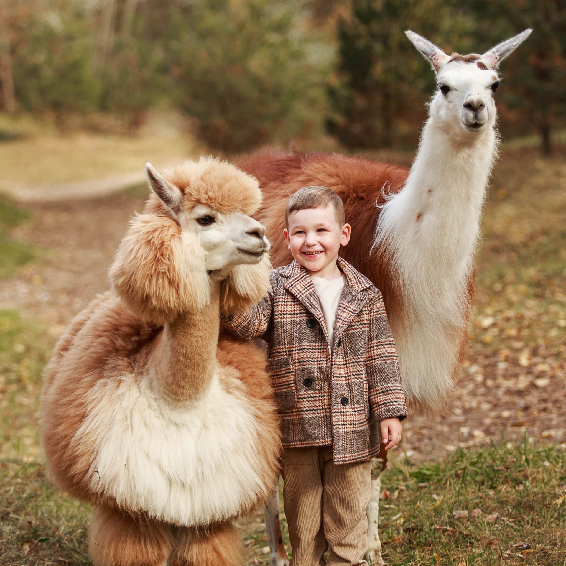 Фотосессии с альпакой и ламой