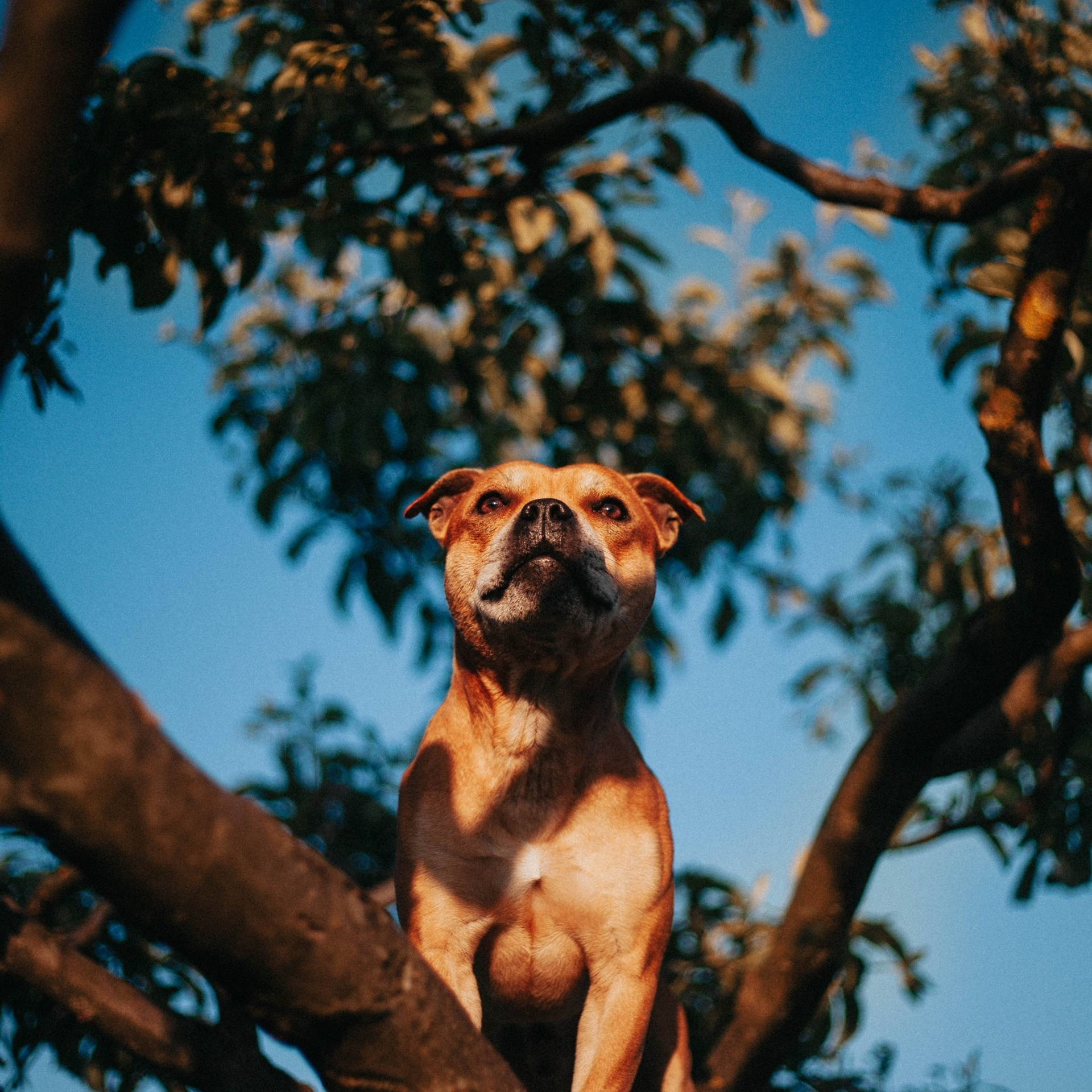 Шмель и&nbsp;Дрель