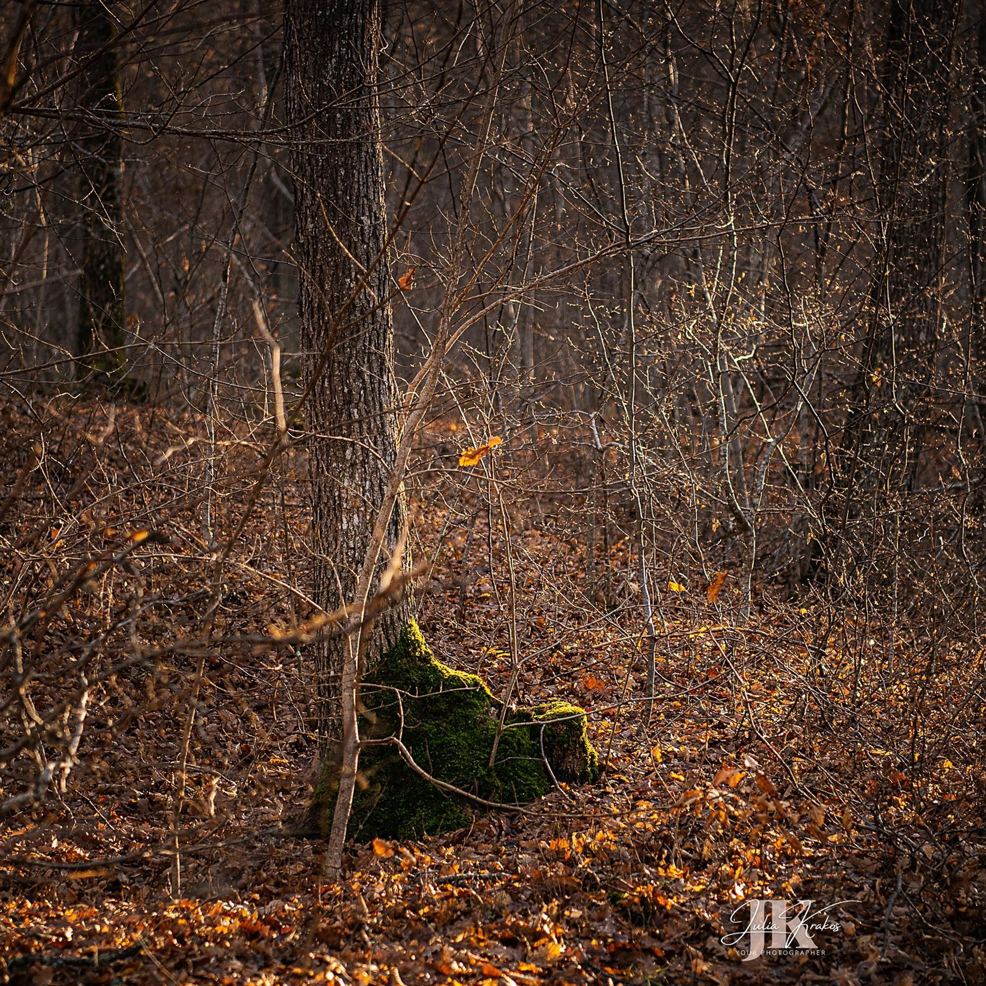 Отзывы. Семейный и бизнес-фотограф в Феодосии Кракос Юлия