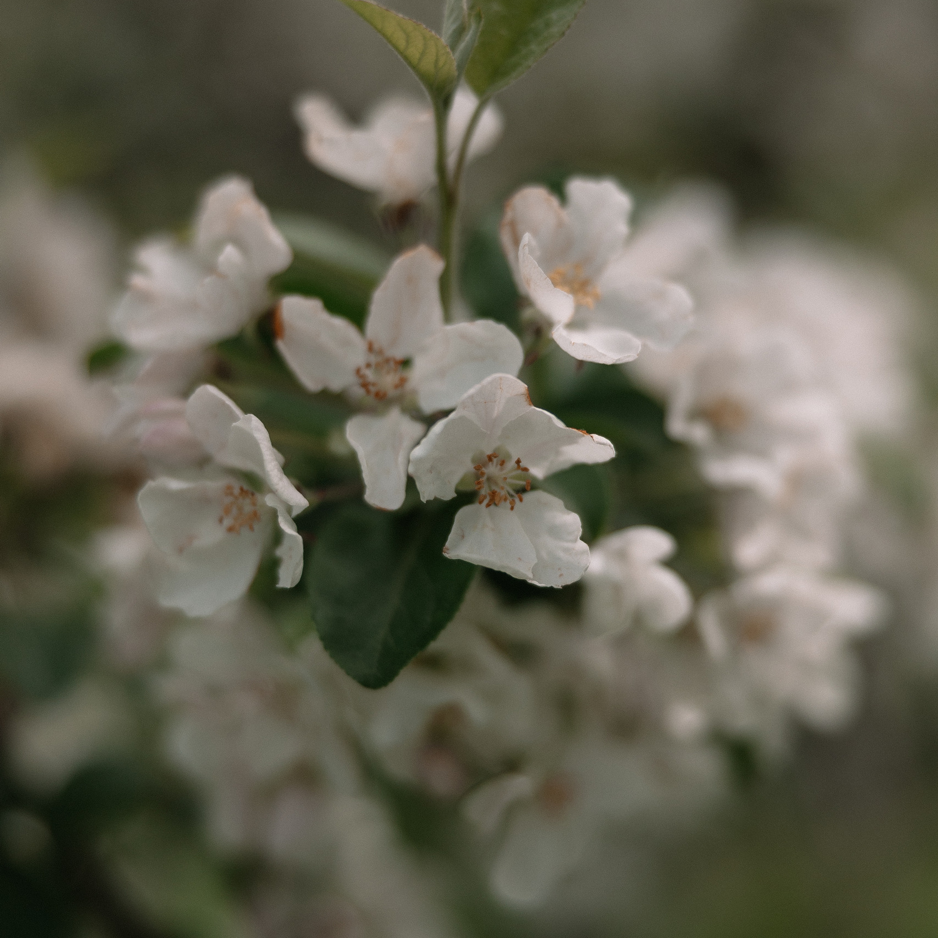 Отзывы клиентов. Свадебный и семейный Фотограф Денис Кошель