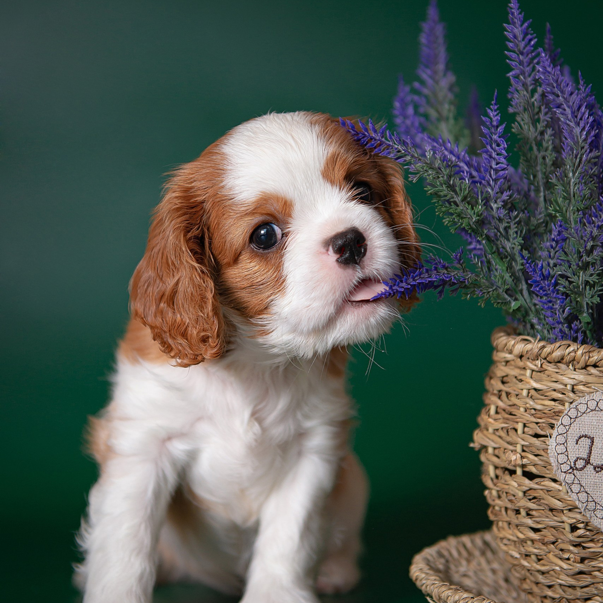 Отзывы. Детский и семейный фотограф в Пензе Камалова Анастасия