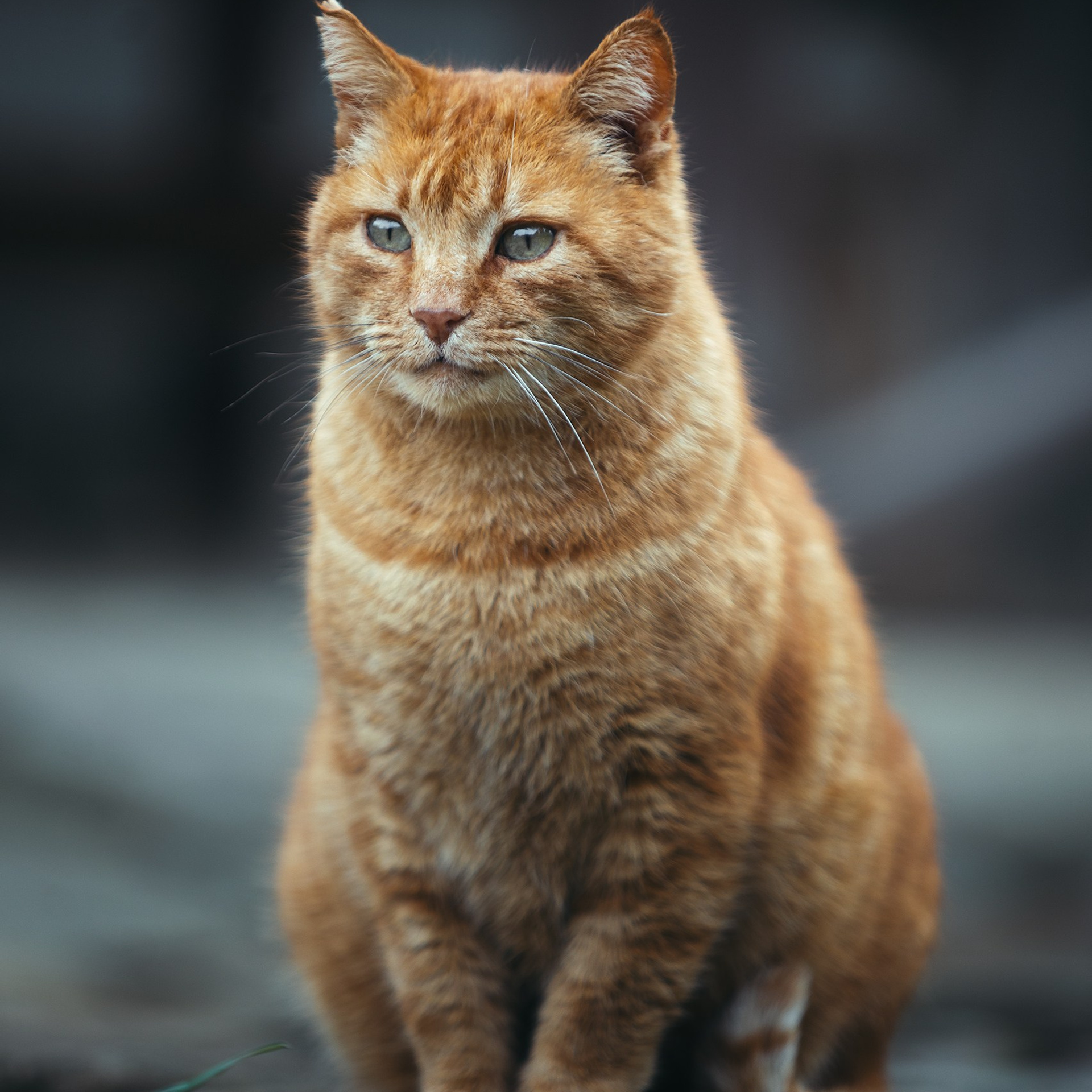 Рыжий. Медиа-контент с мероприятий