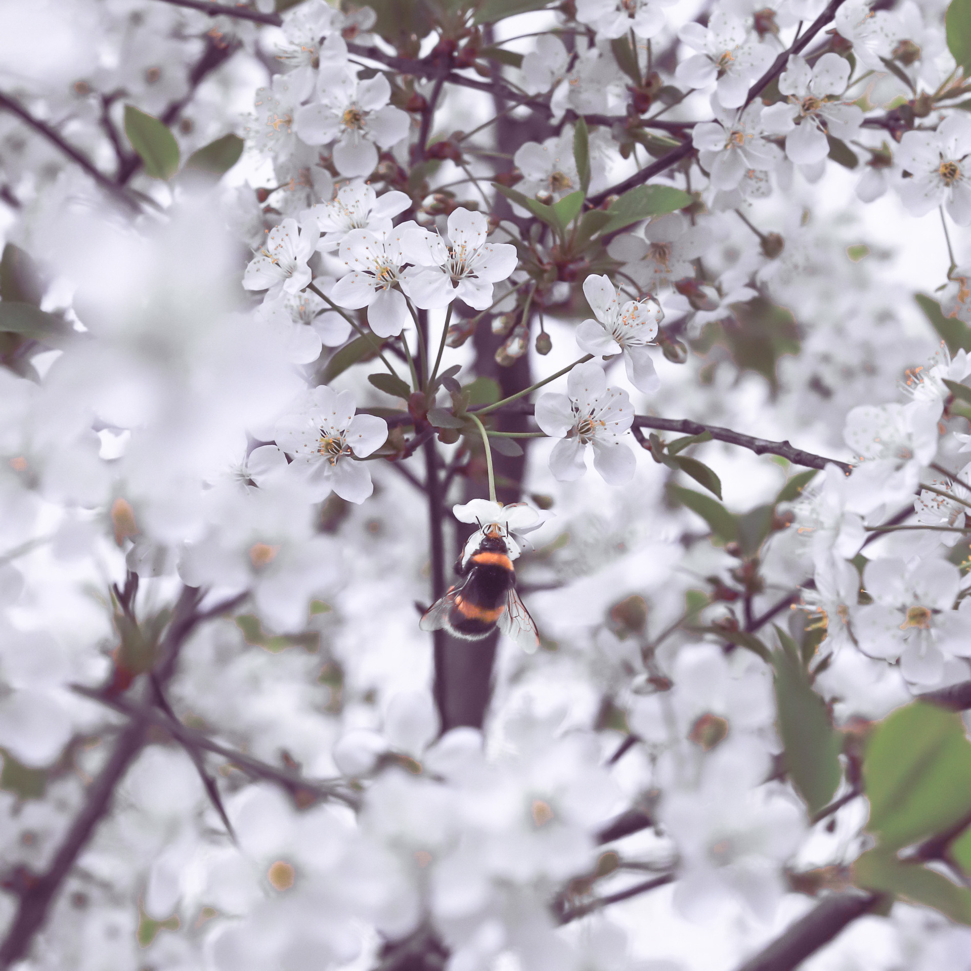 Цветущая весна