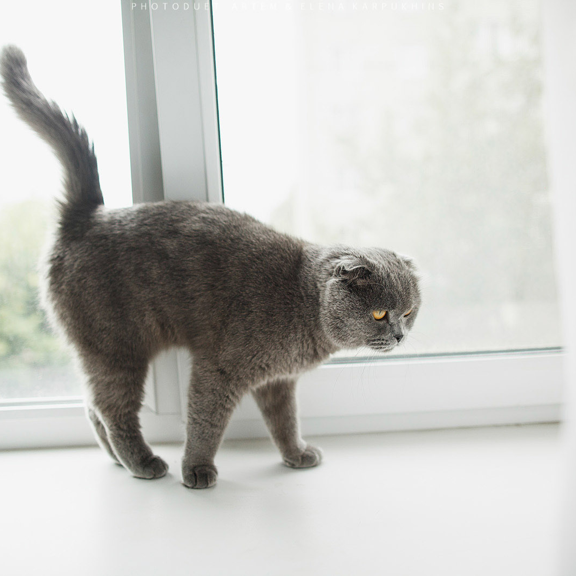 Артем и Катя 1.08.16 Свадебный день, Муром