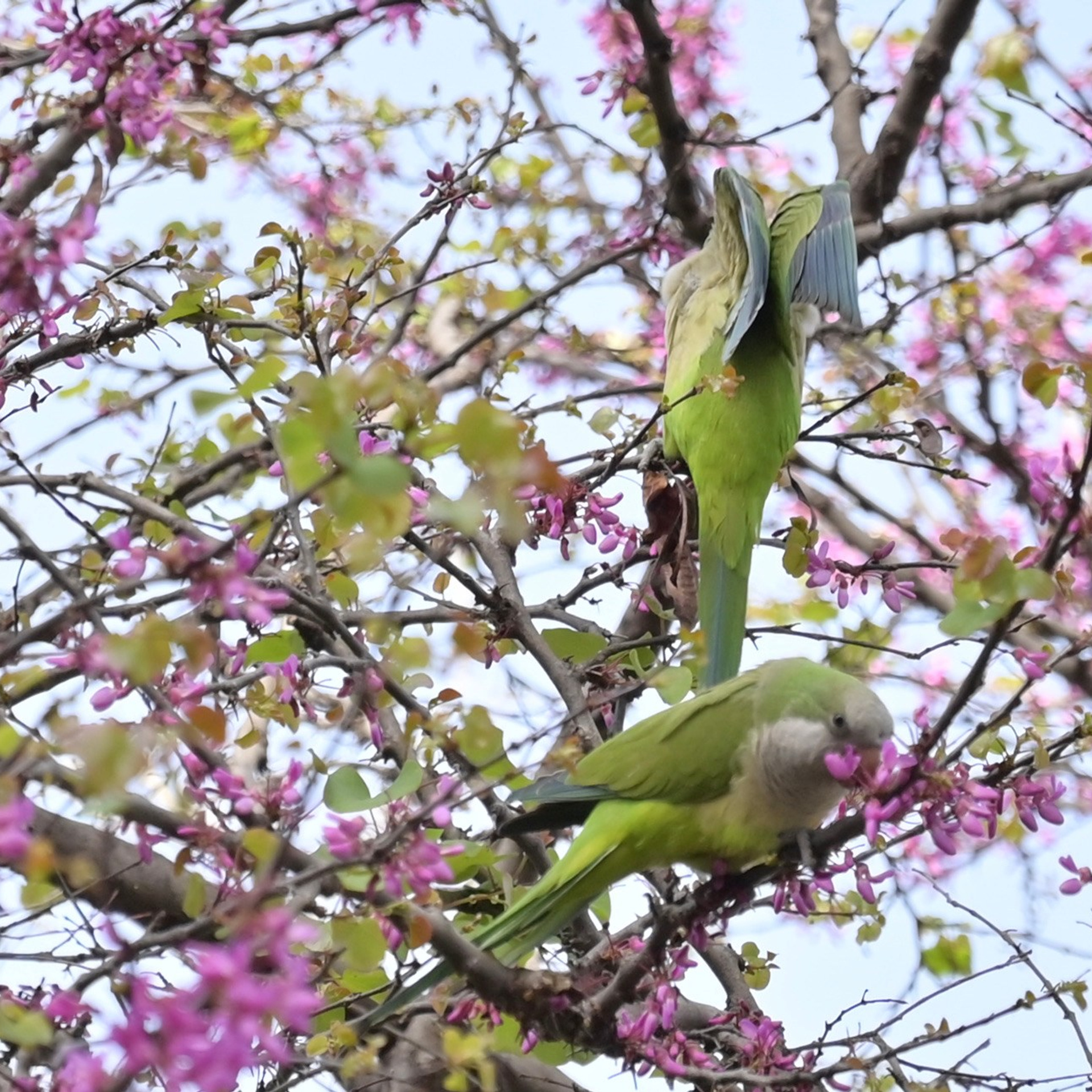 Парки Валенсии. Гид и фотограф в Валенсии Новиков Михаил