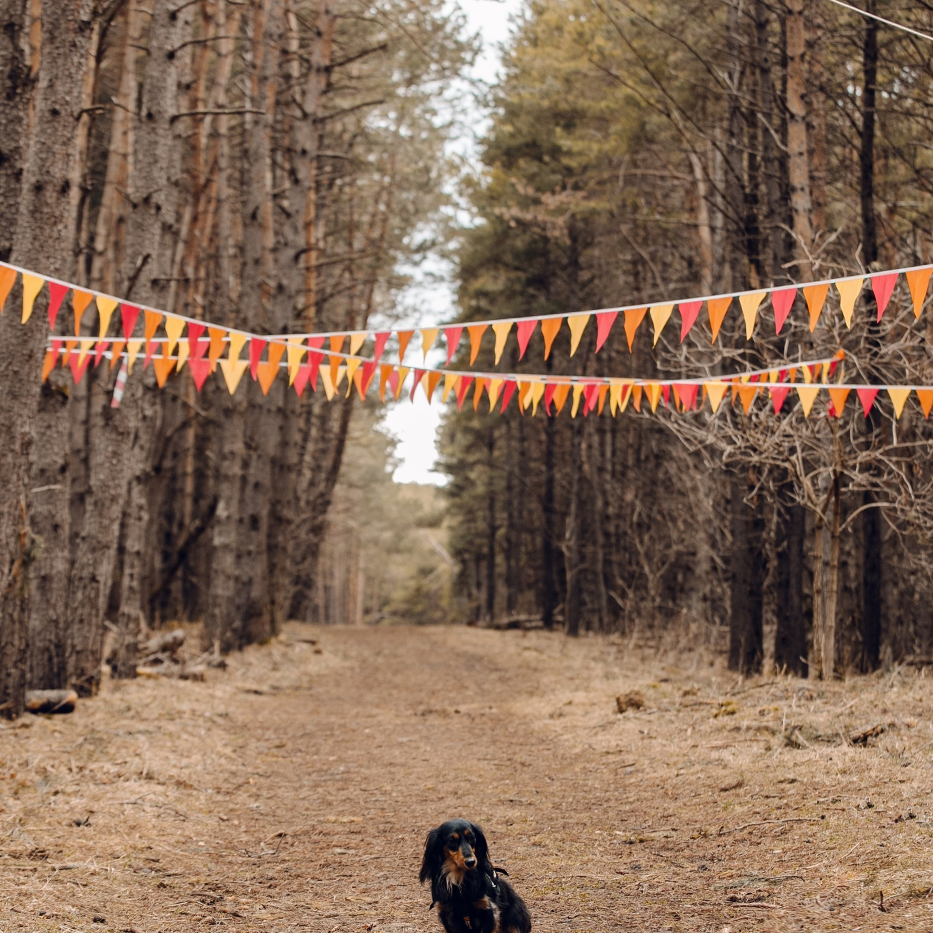 Отзывы. Фотограф Светлана Дмитриева