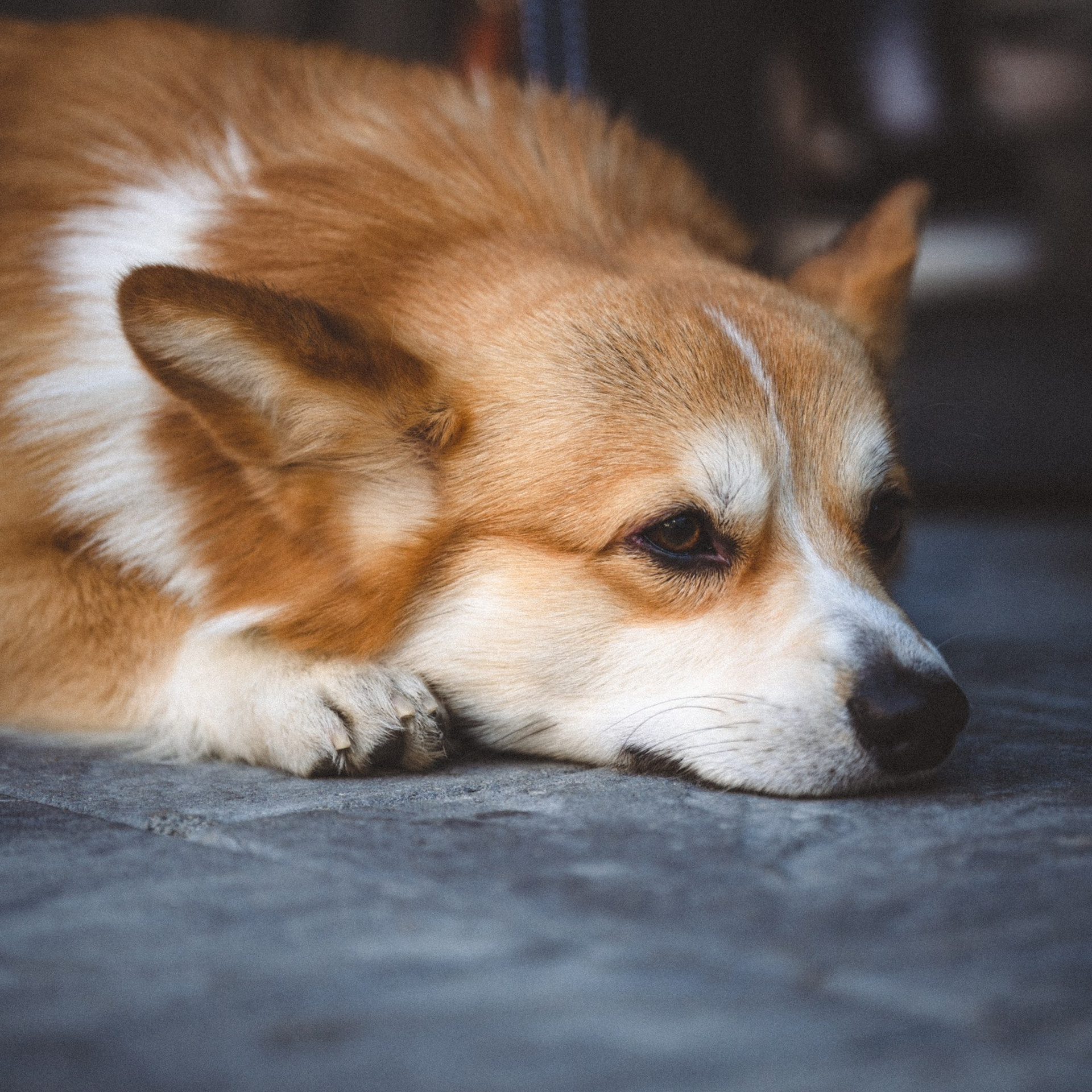 Отзывы. Zekons. Фото, видео, нейросети