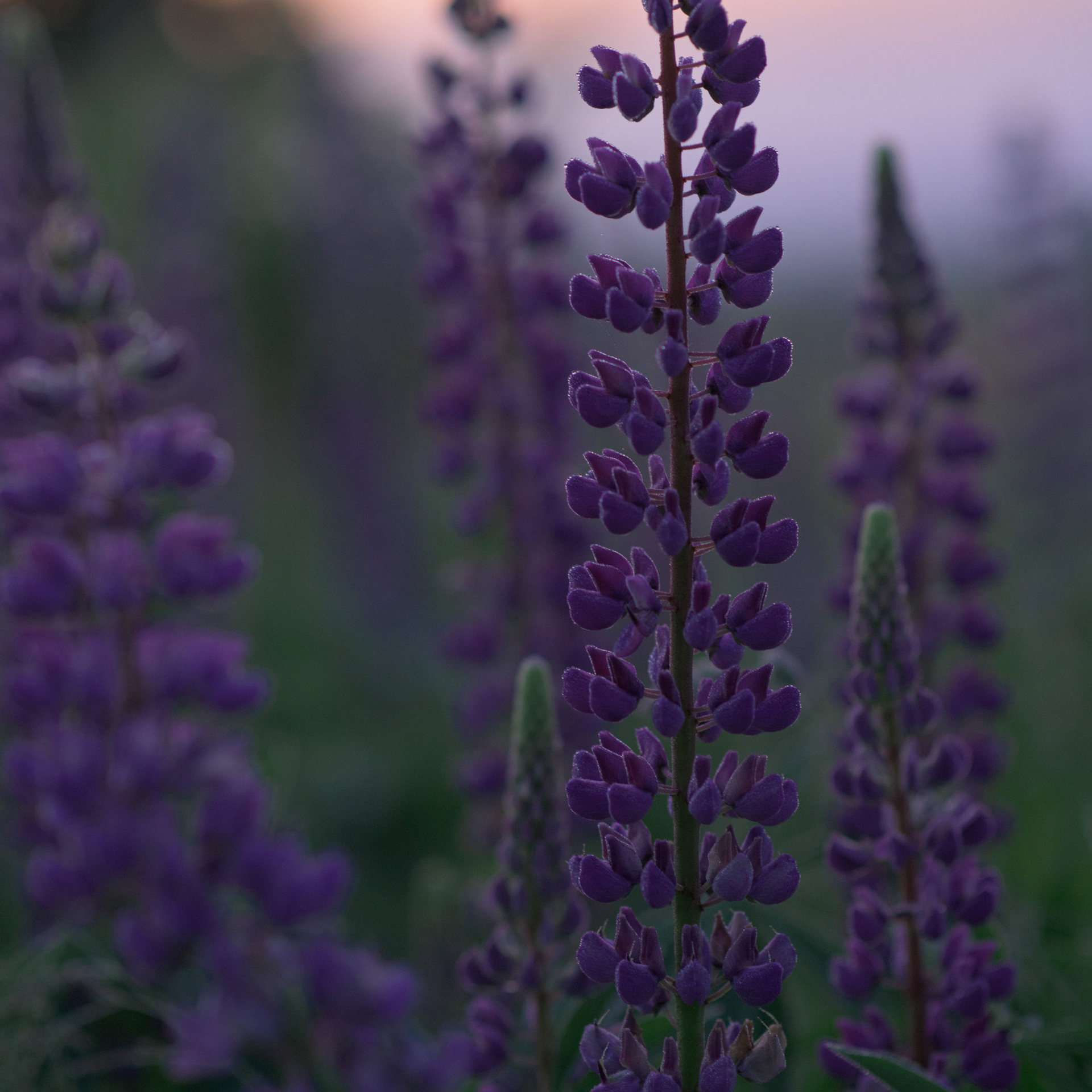 Отзывы. Фотограф Алиса Чечина. Калуга. Товарково