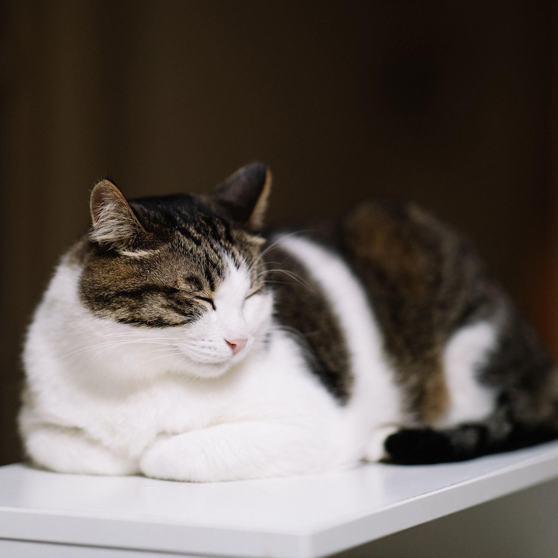 Отзывы. Свадебный и семейный фотограф Жукова Дарья, Нижний Новгород, Дмитров, Москва