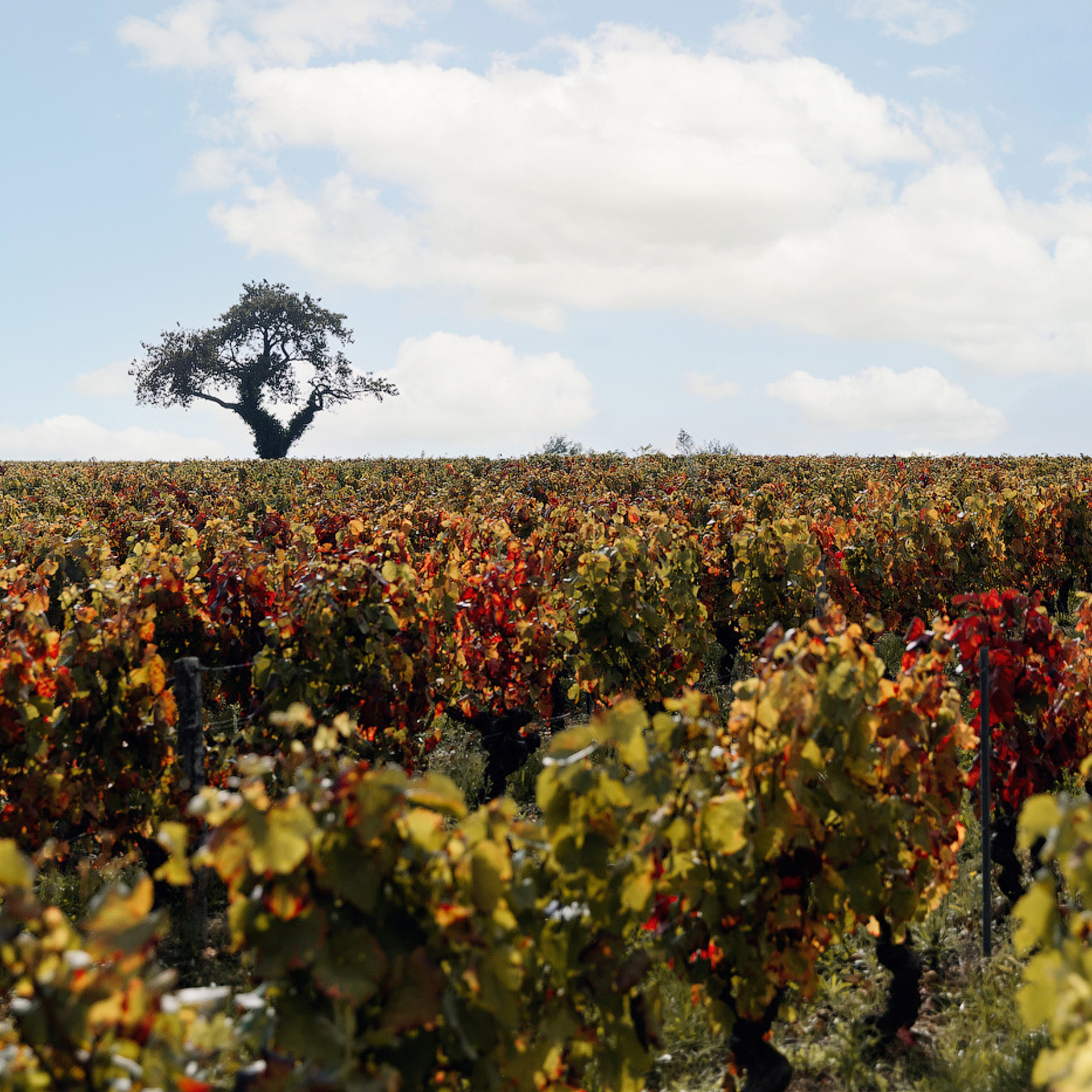 Отзывы. Свадебный и семейный фотограф Жукова Дарья, Нижний Новгород, Дмитров, Москва