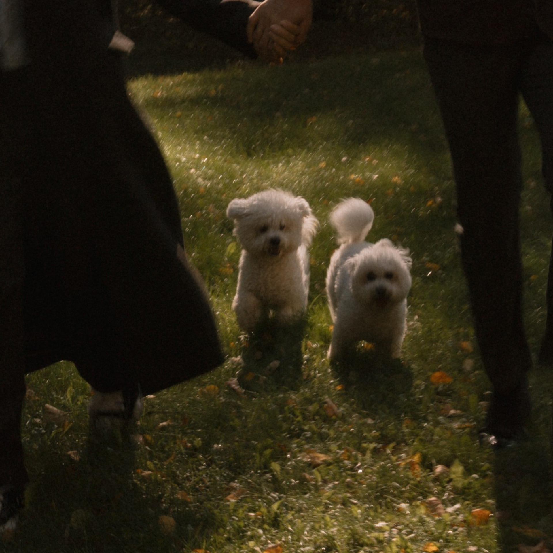 Вот такая любовь, собачки 🐶🤍. Ладо Ольга. Семейный фотограф в Москве