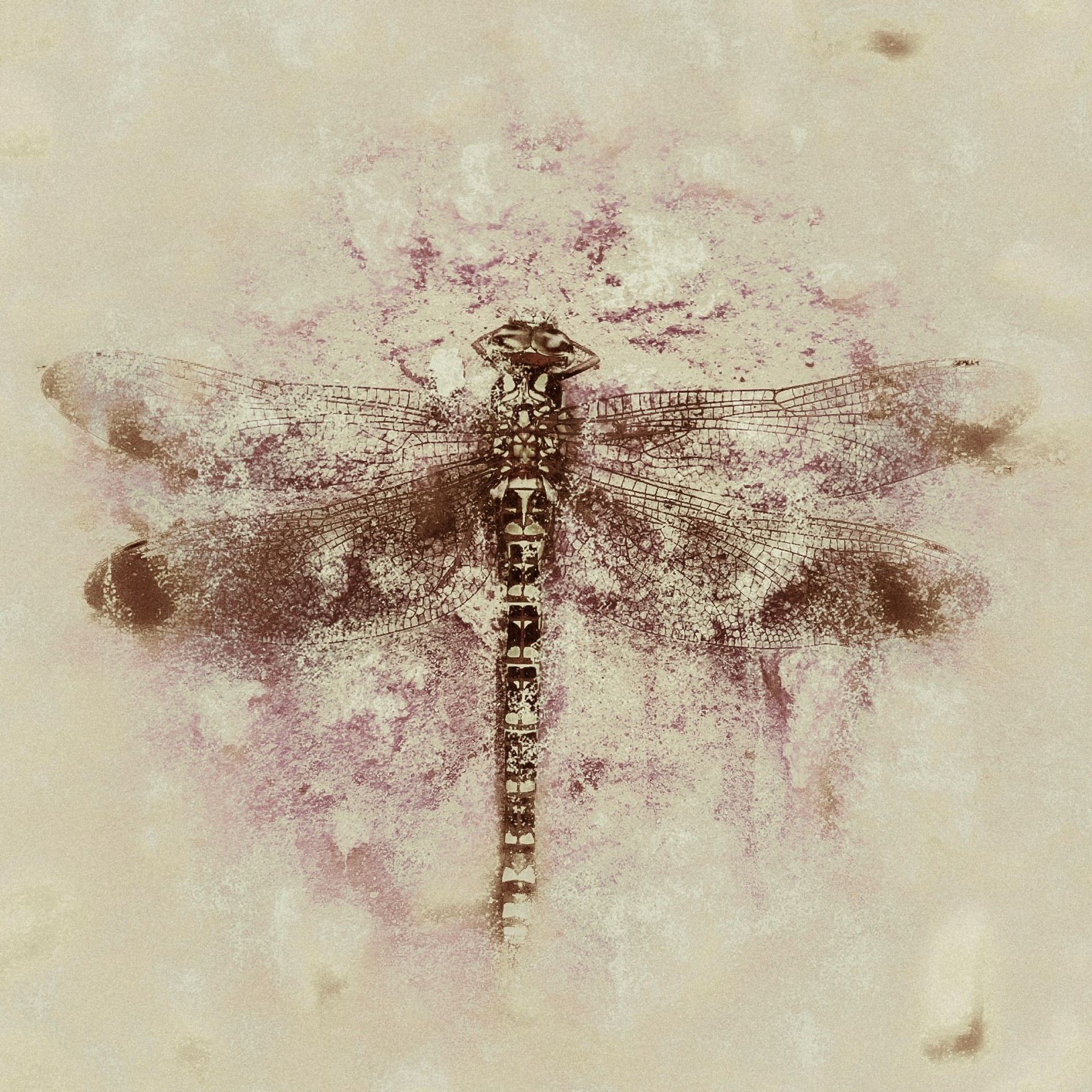 Стрекоза/Dragonfly