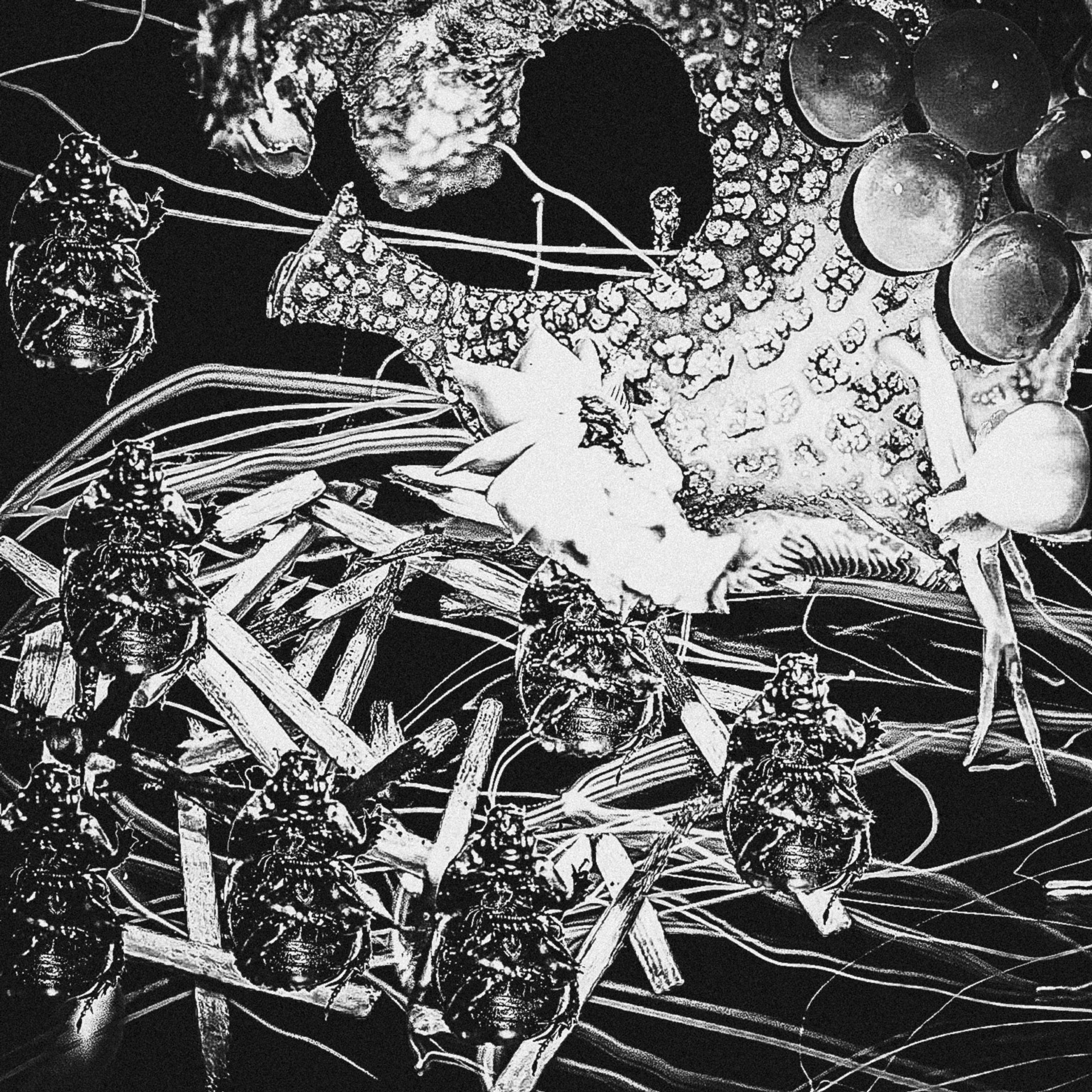 Насекомые/Insects