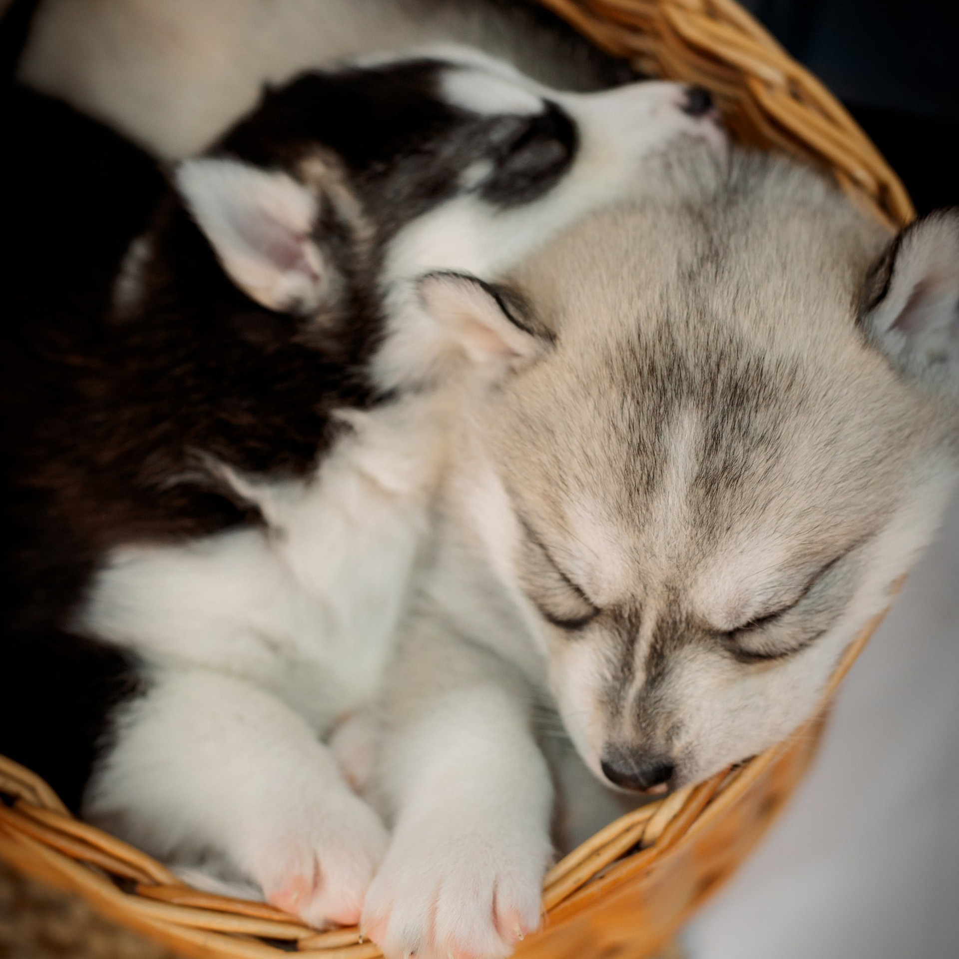 Отзывы. Фотограф Кудымкар | Пермский край