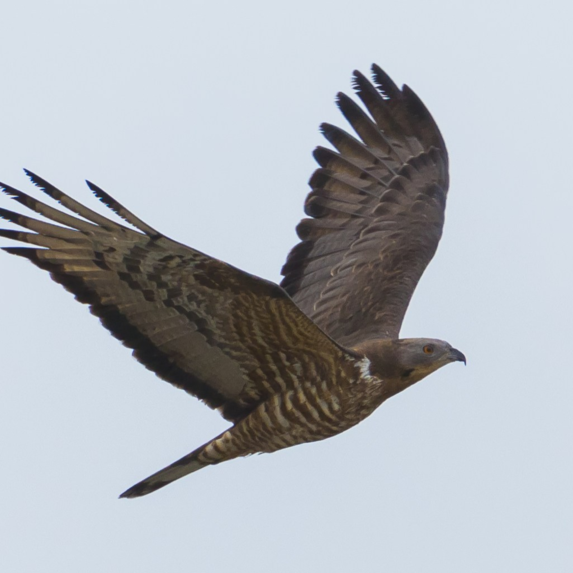 Хохлатый осоед