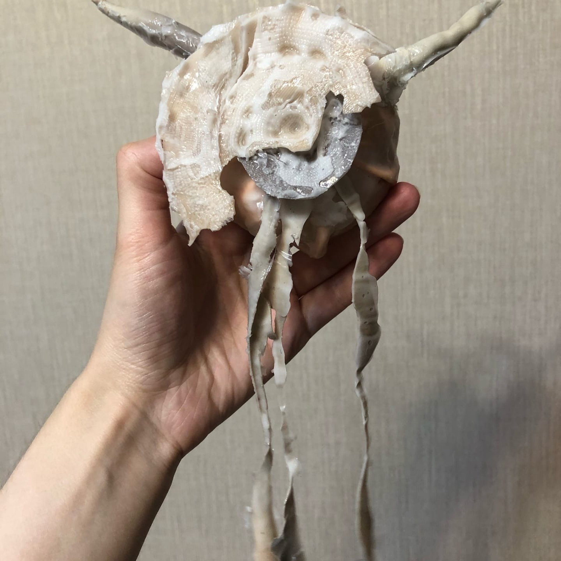 “Exopathos semidea\ Polubozhki Glazastie”, 2021. Ksenia Markelova, multidisciplinary artist, Yekaterinburg