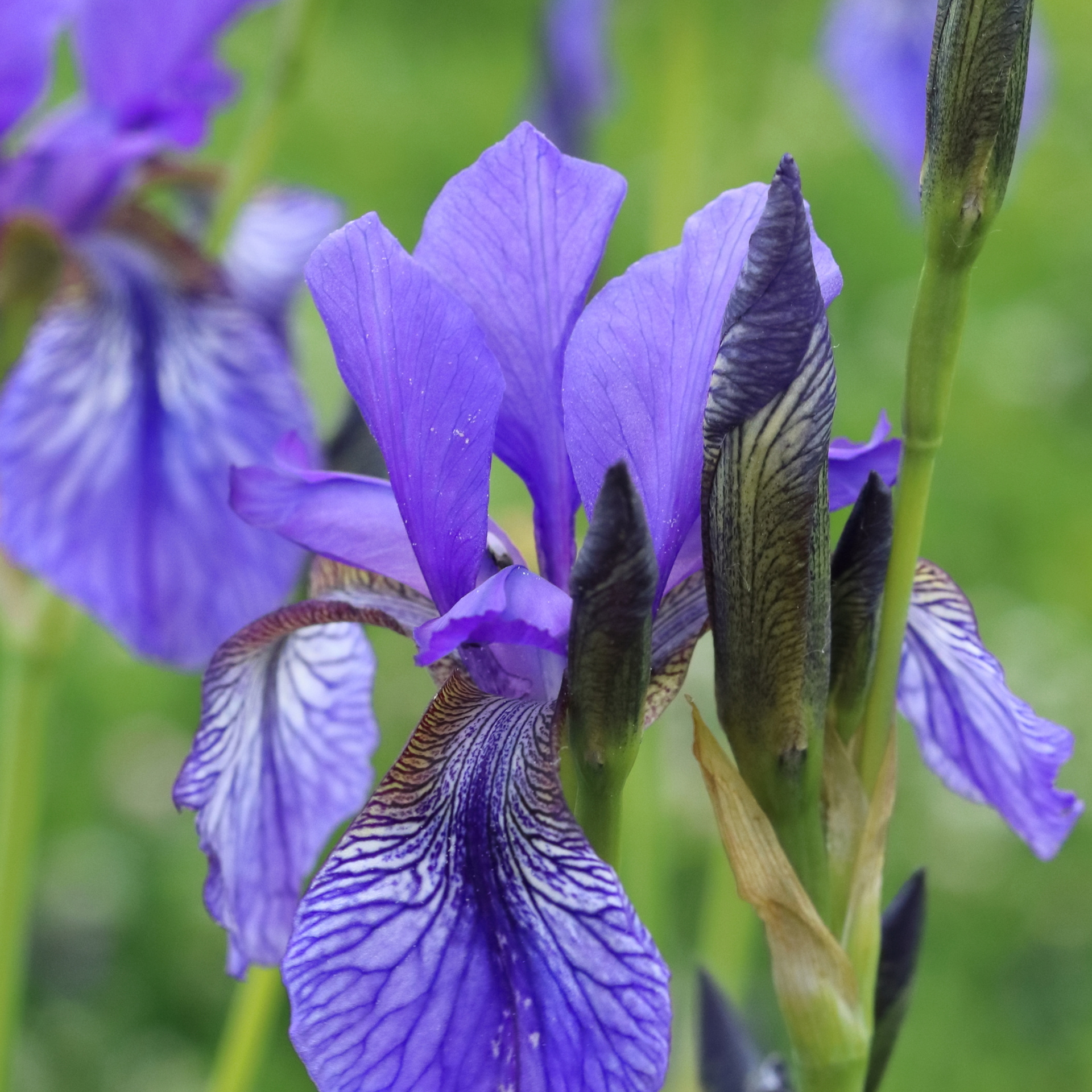 ирисы аметистового цвета