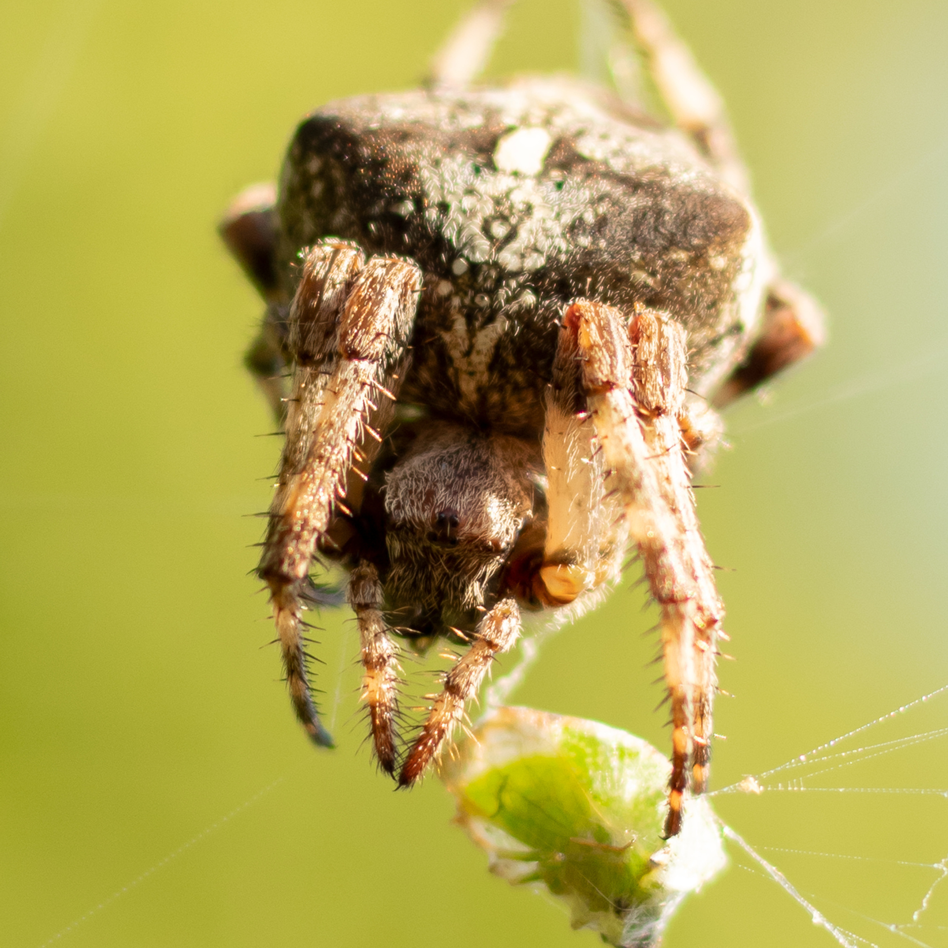 Паук крестовик