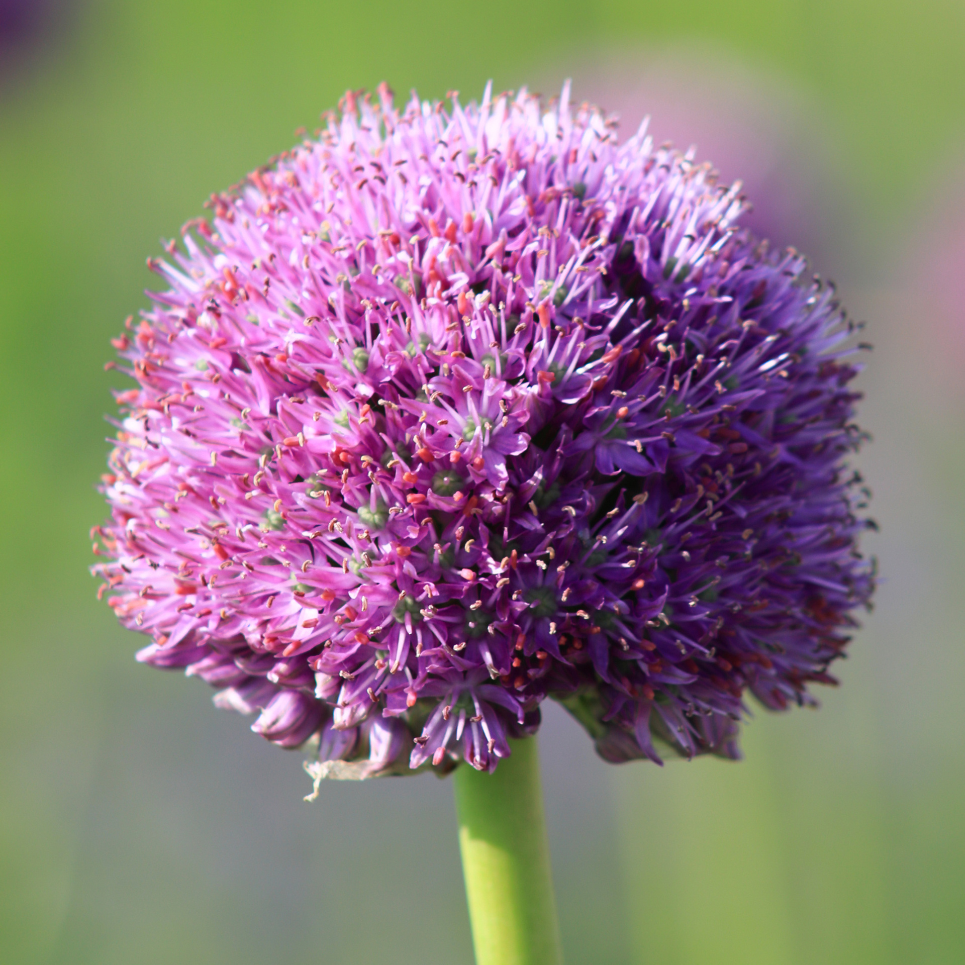 Цветы декоративного лука