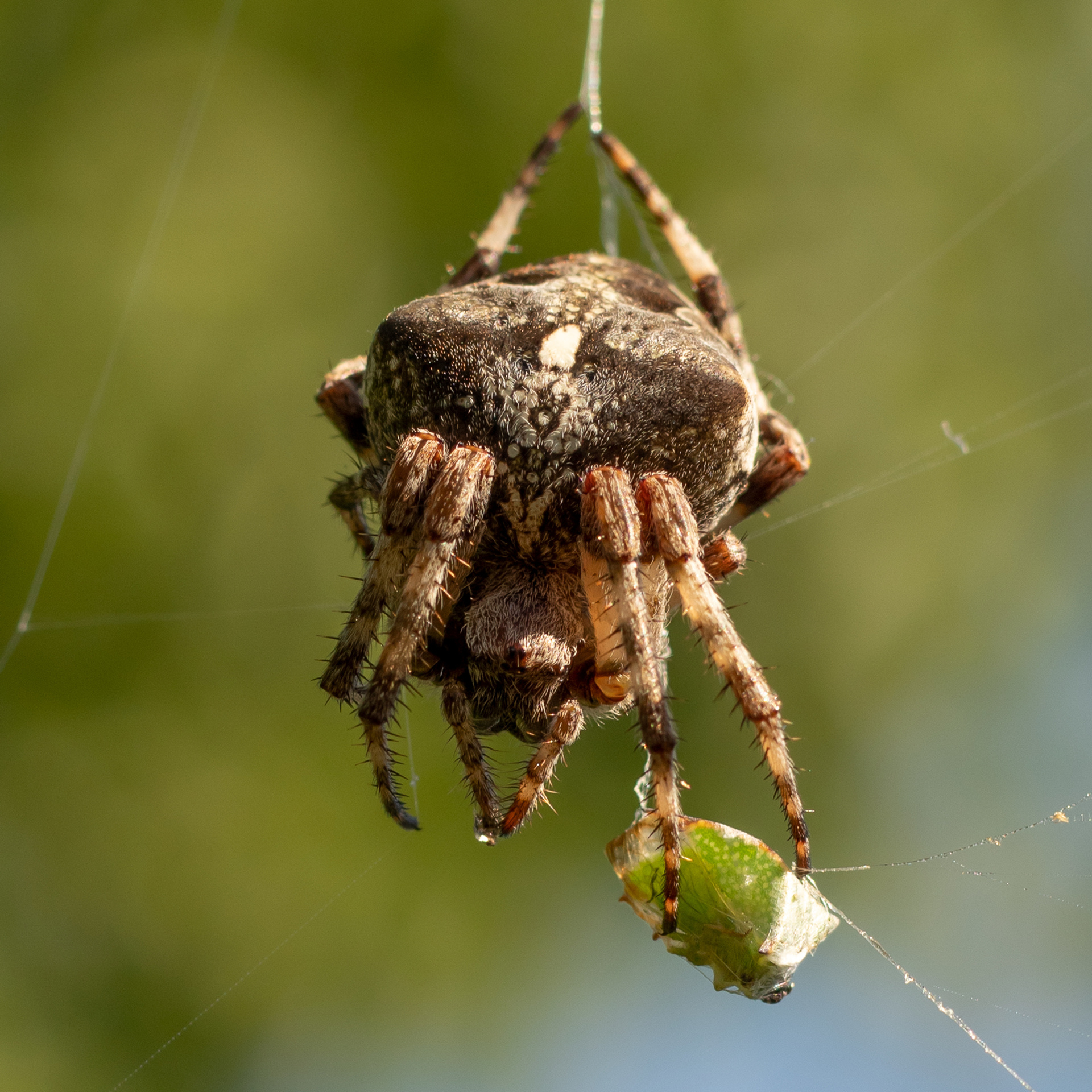 Паук крестовик