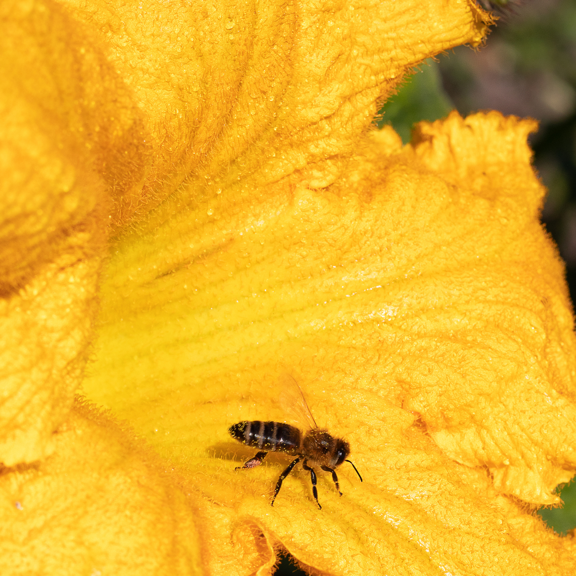 Пчела на цветке тыквы