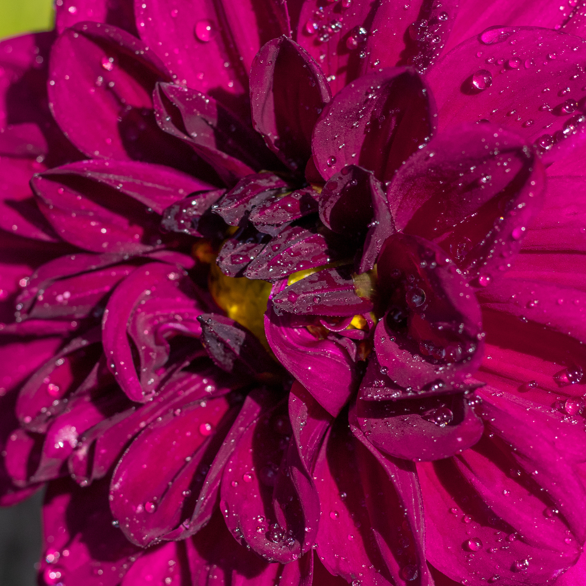 Цветок георгина