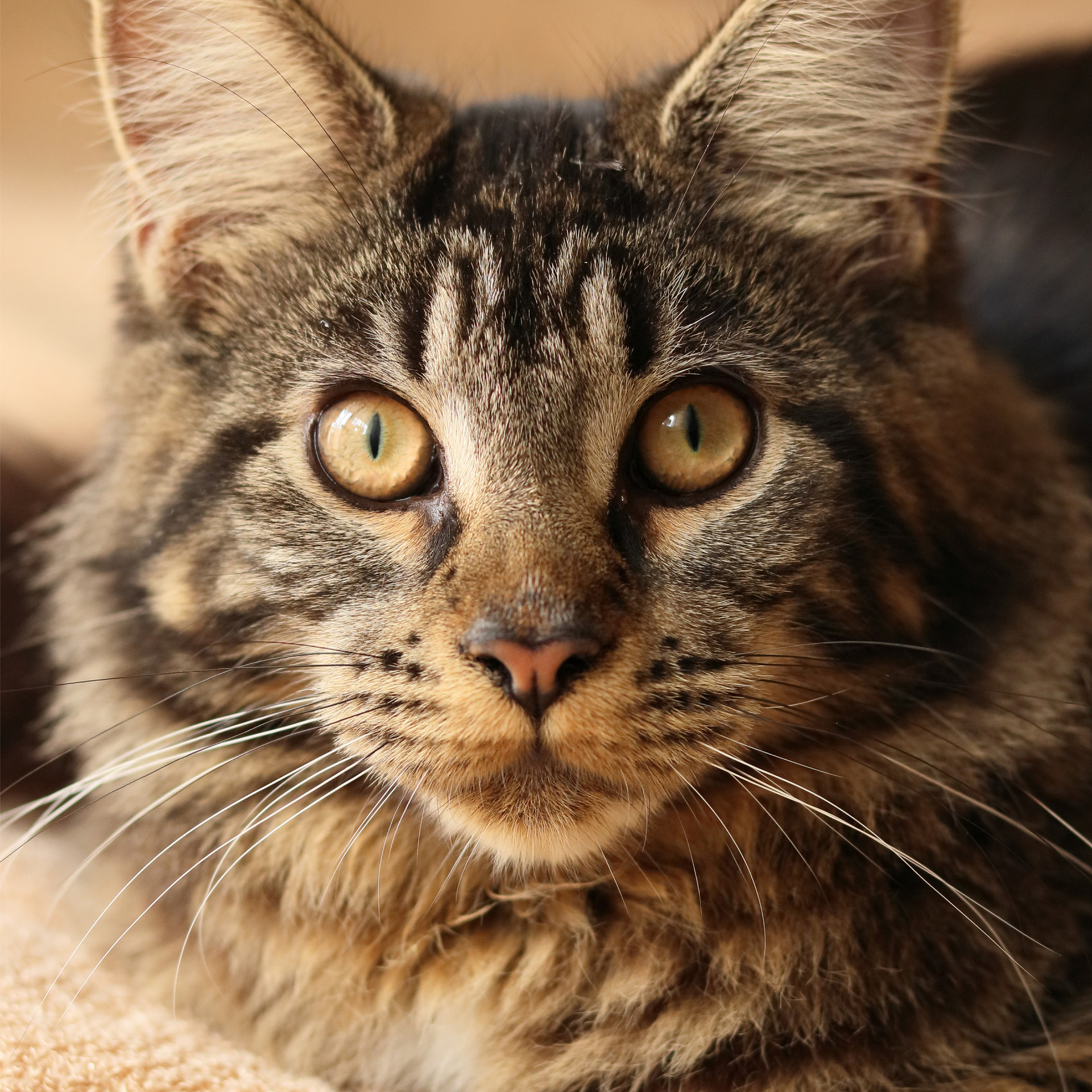 Кошка породы мейн кун