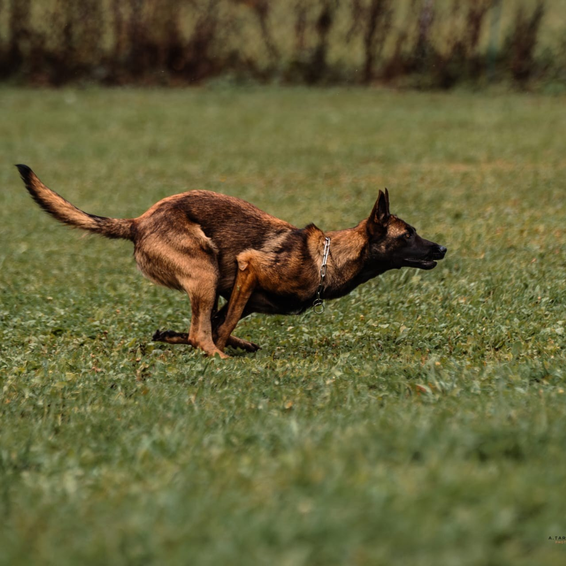Отзывы. Фотограф-анималист, семейный фотограф в Москве и Подмосковье. Фотосъёмка кинологических дисциплин