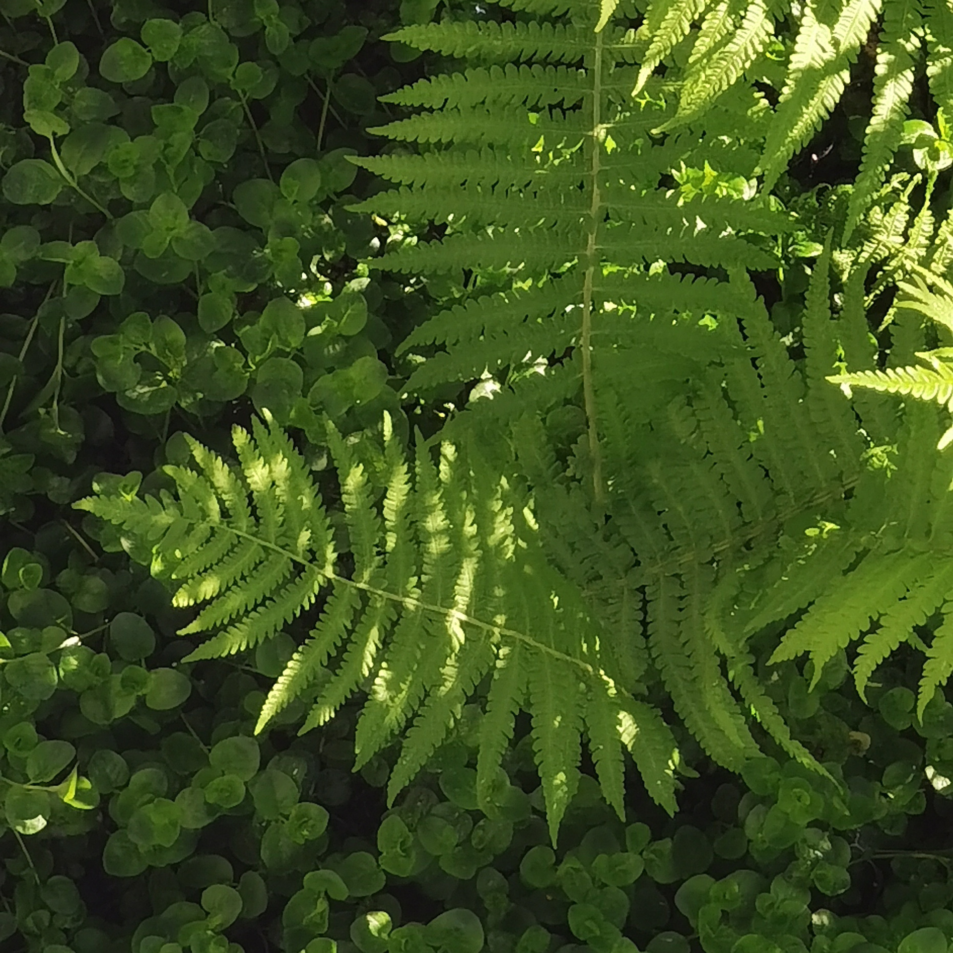 Отзывы. Фотограф Тимофеева Юлия