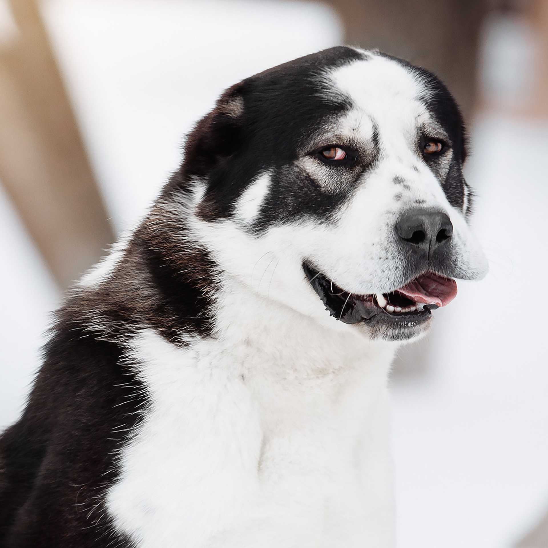 Клиентам. Фотограф-анималист Саша Вязьмина