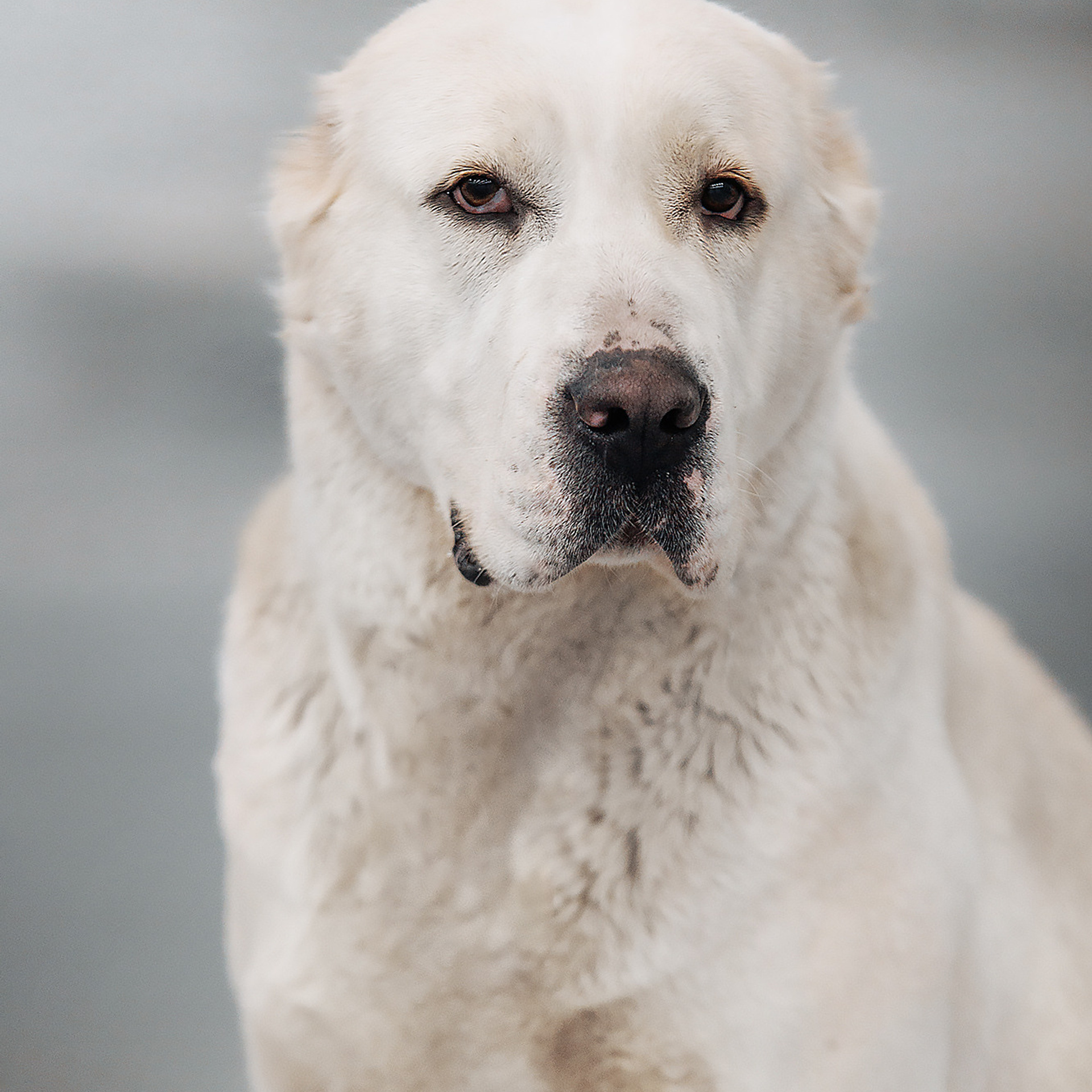 Клиентам. Фотограф-анималист Саша Вязьмина