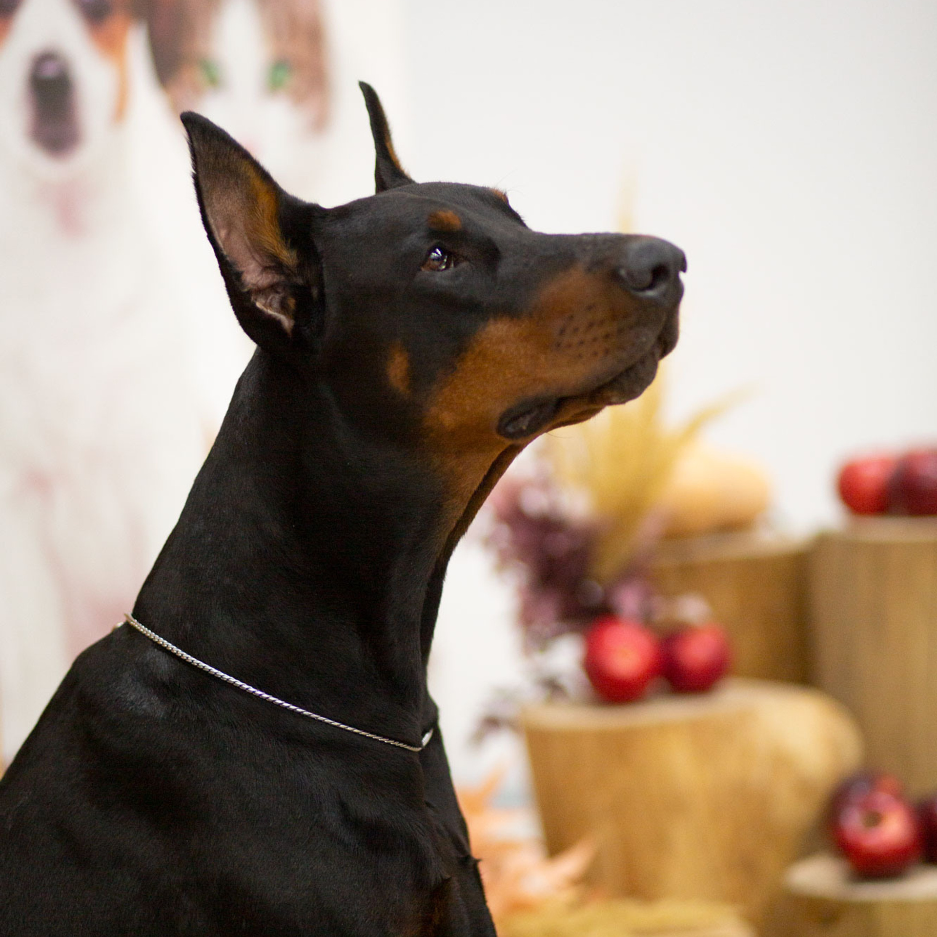 Губкин | САС | 04.09.21