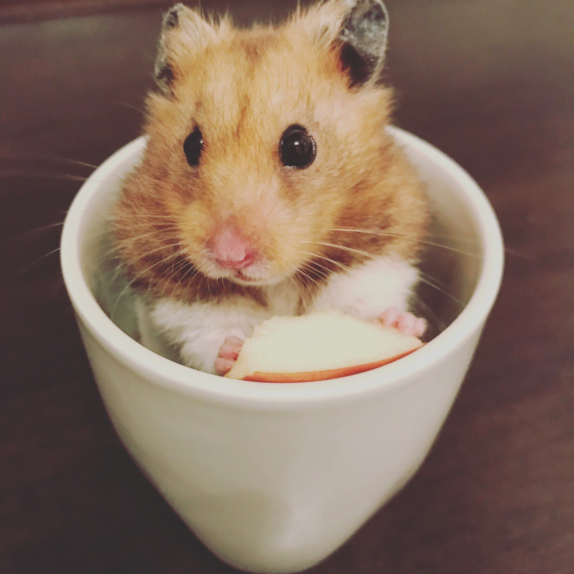 Отзывы о работе фотографа: мнения клиентов. Фотограф Опыт Качество Скорость Горный Алтай Барнаул