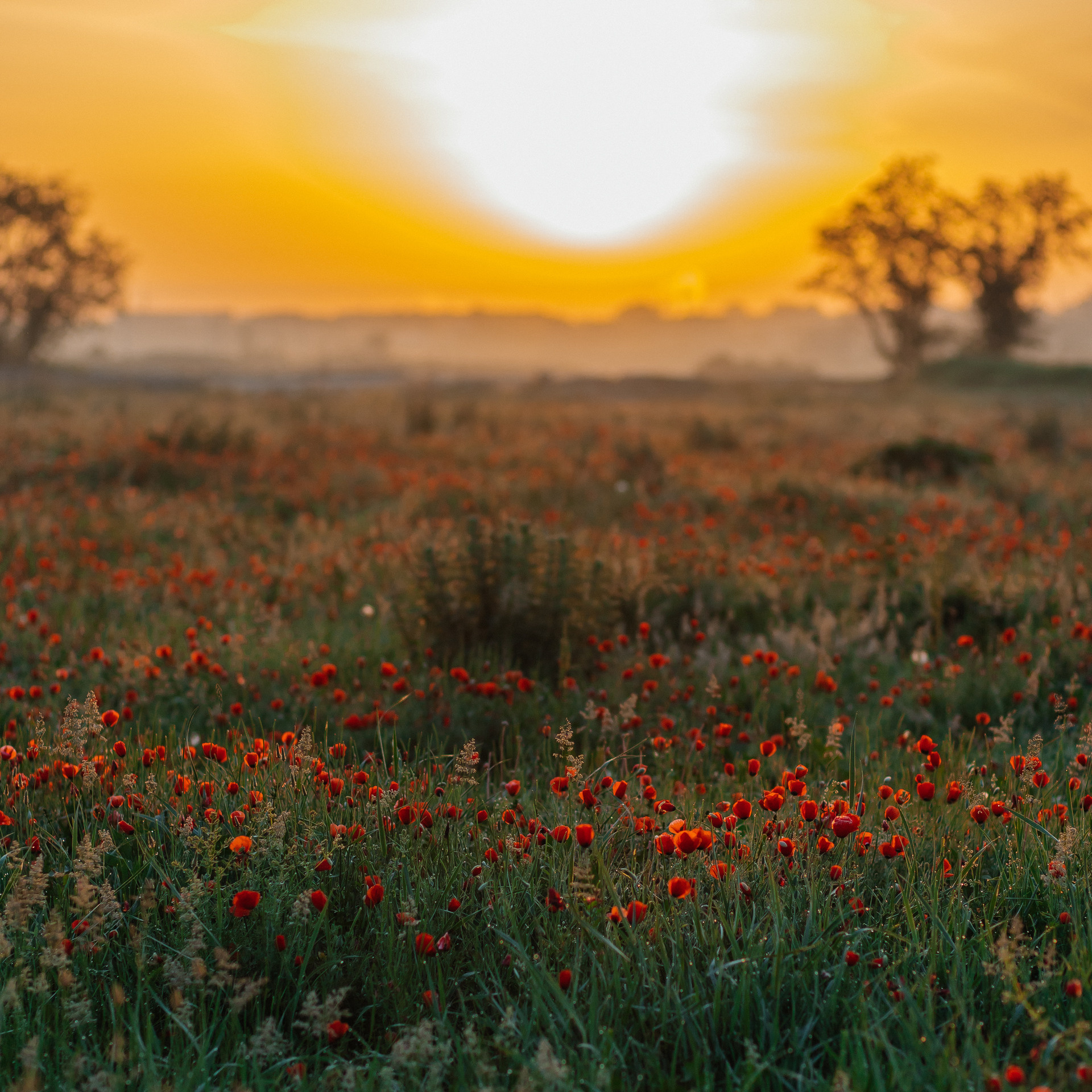 Отзывы. Фотограф в Алматы