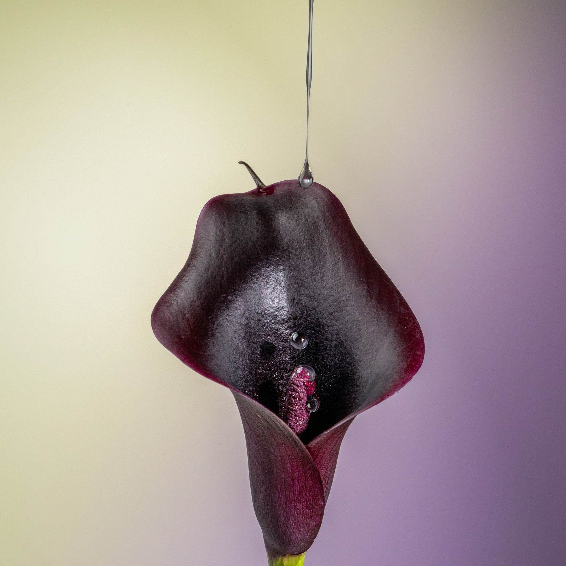 Отзывы. Предметный фотограф. Ростов-на-Дону. Марина Беликова