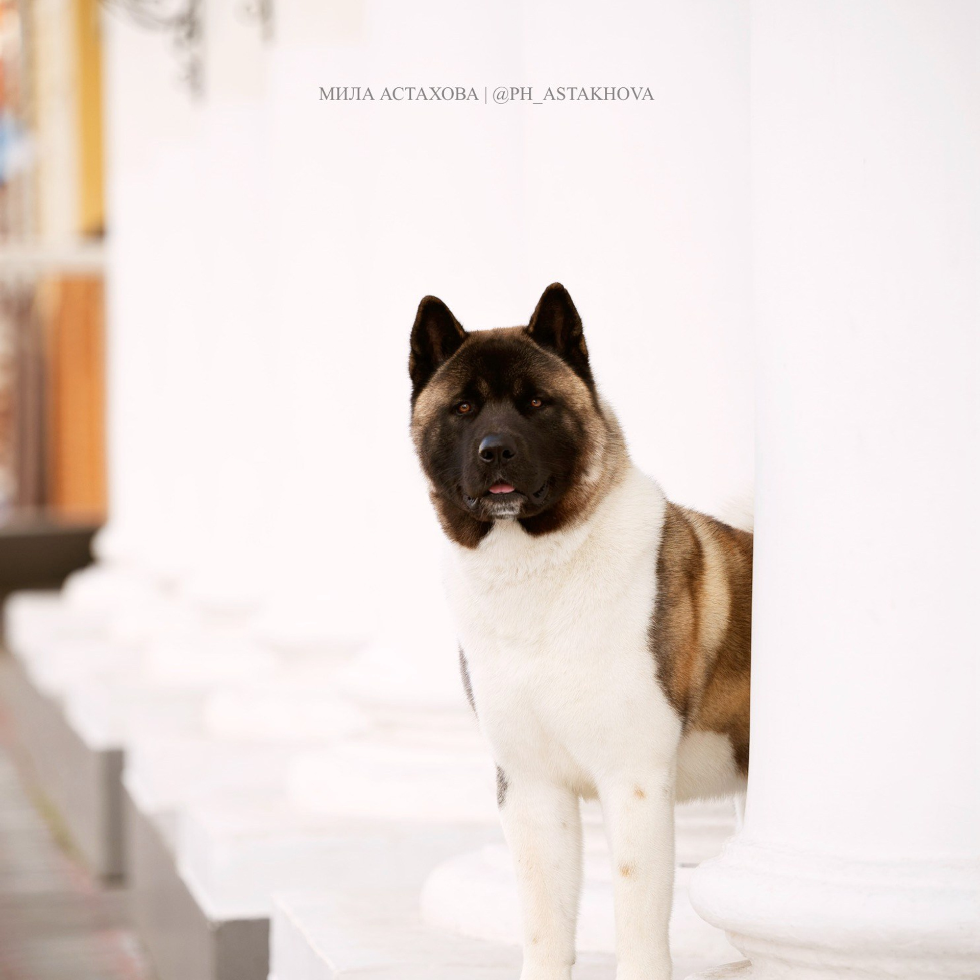 Харлей, Ксения и Юлия