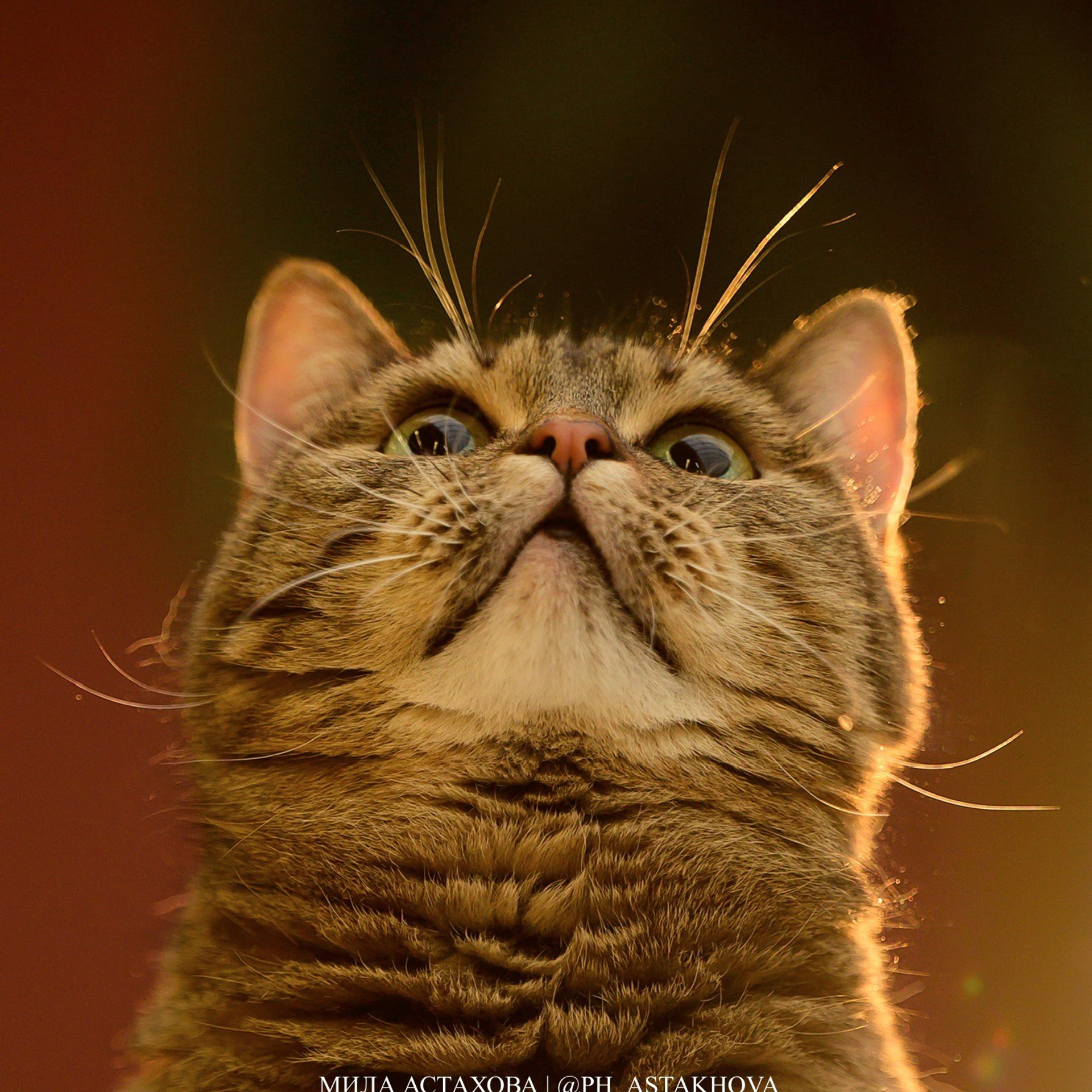 Рыжий хвост в тц 01.02.2025