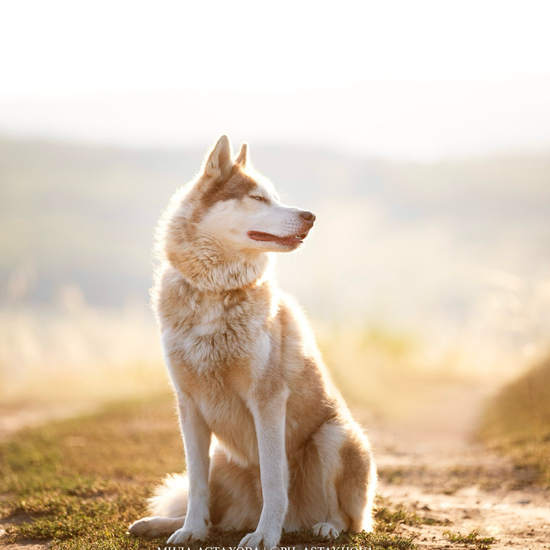 Хаски Божий Дар