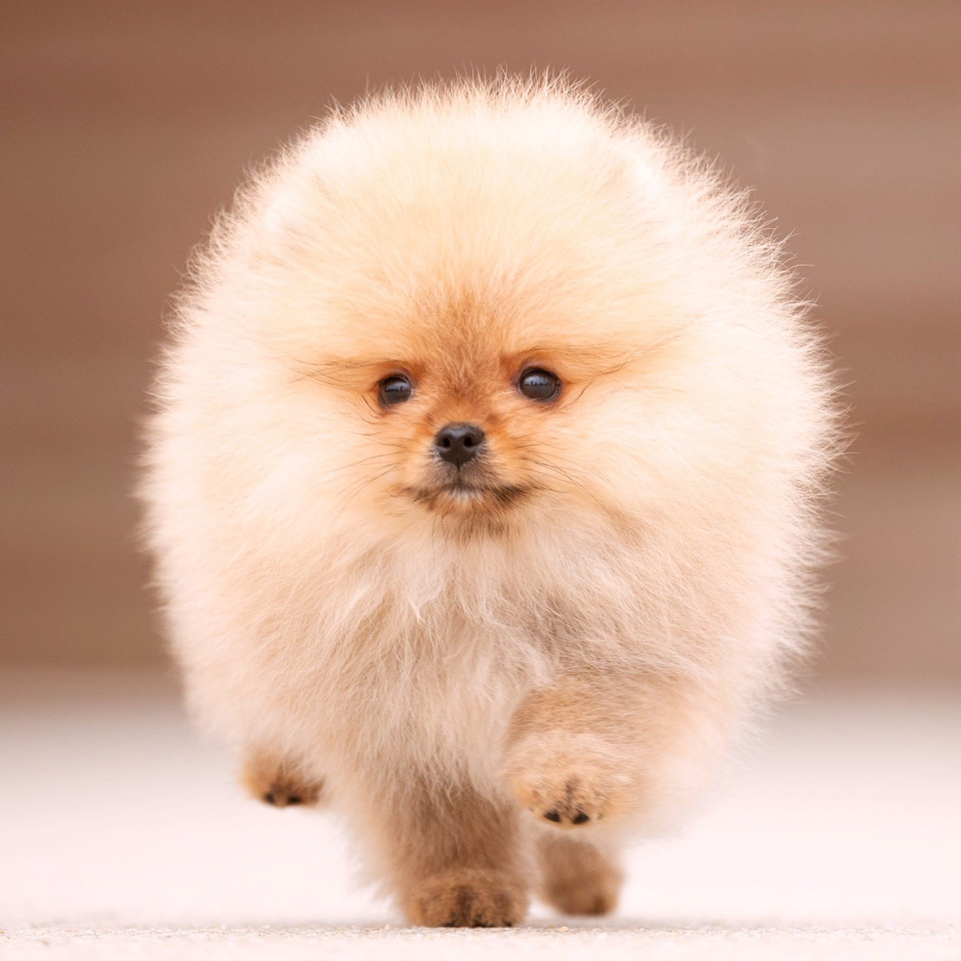 Даня, Нови, Диана и Светлана