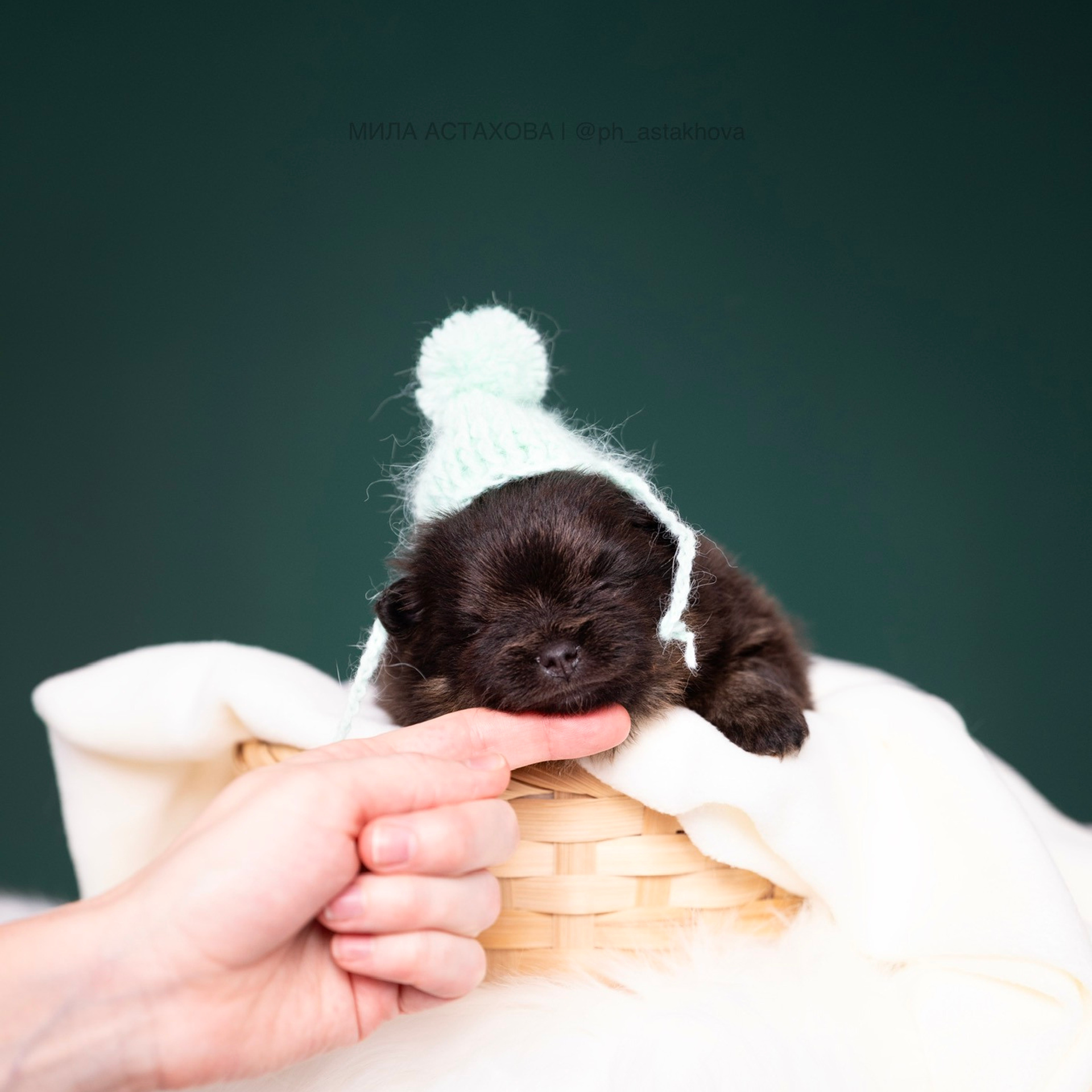 Ольга, Молли, Магнум, и + 2 хвостика