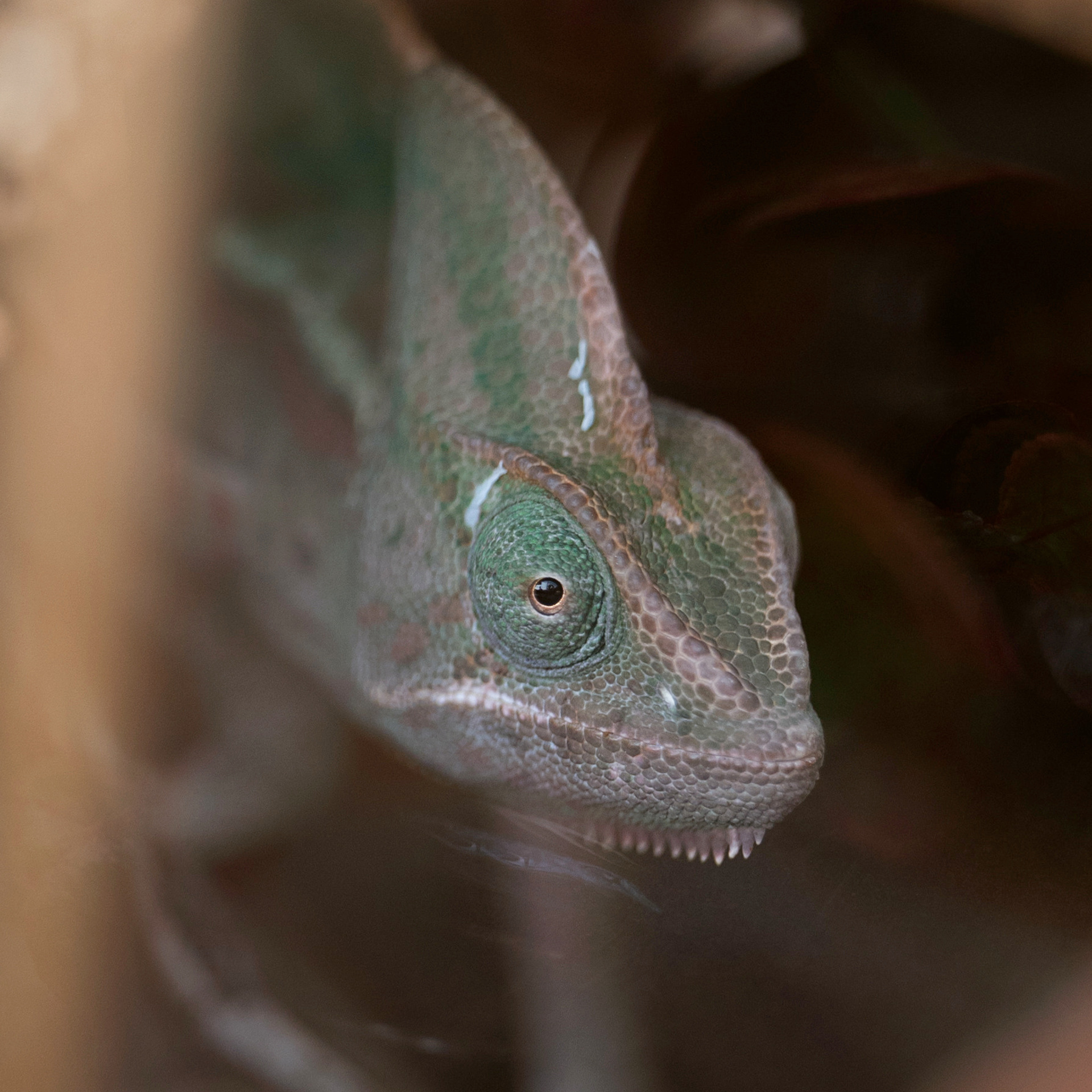 Отзывы. Мила Астахова