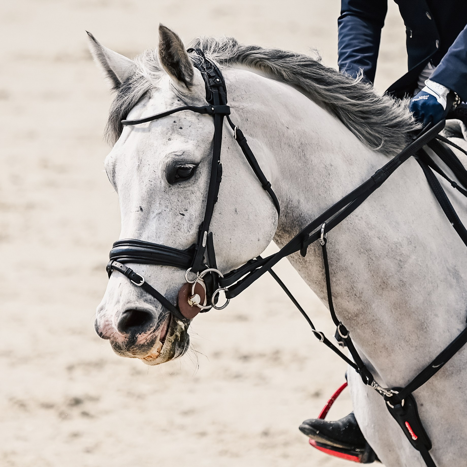 Отзывы клиентов. Конный портретный фотограф Наталья Шелест