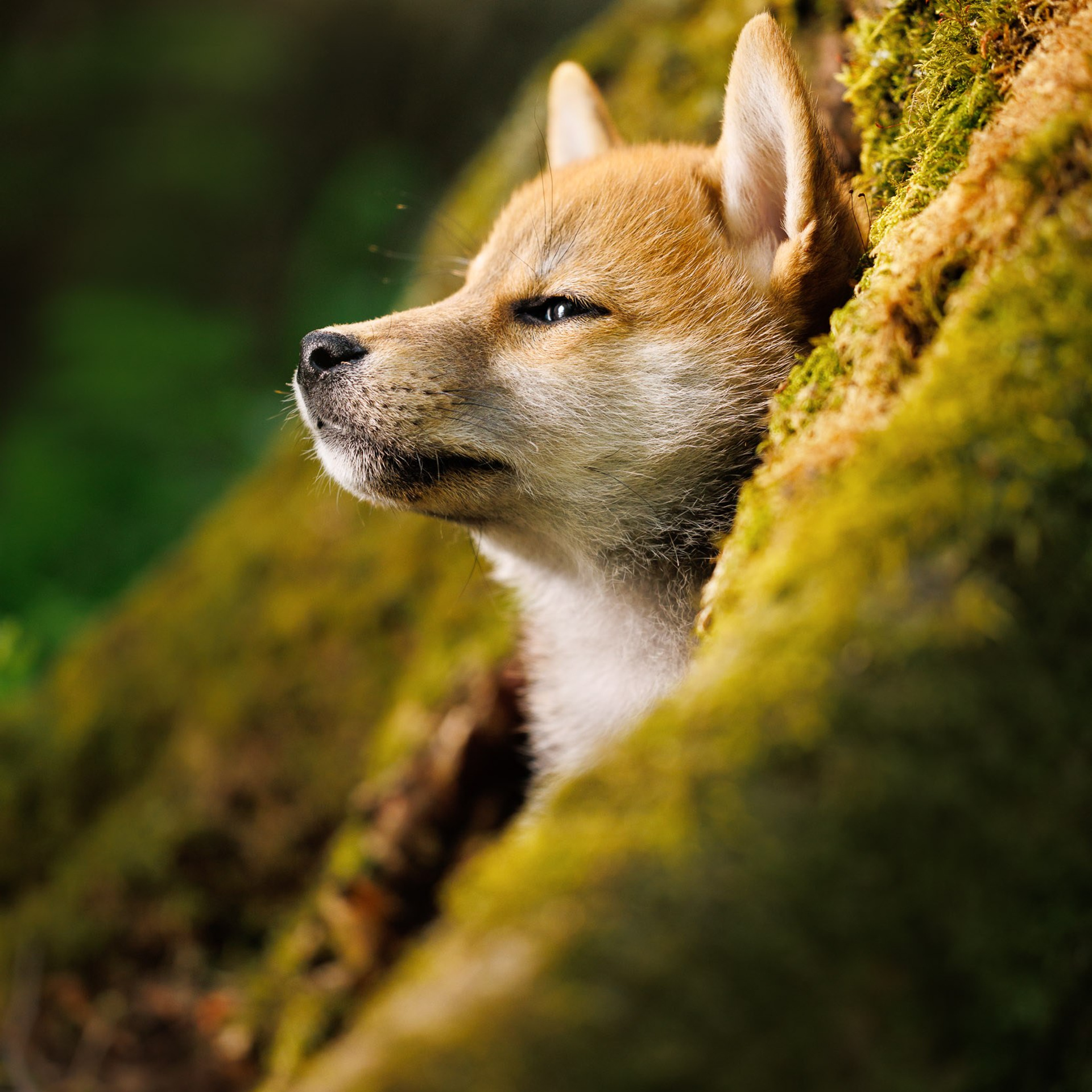 «Лисята» в Московском лесу
