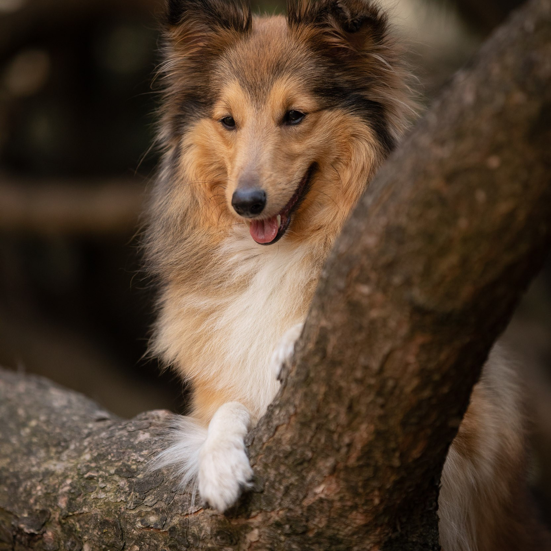 Отзывы о фотографе-анималисте Фроловой Татьяне. Фотограф-анималист в Москве и Московской области Татьяна Фролова
