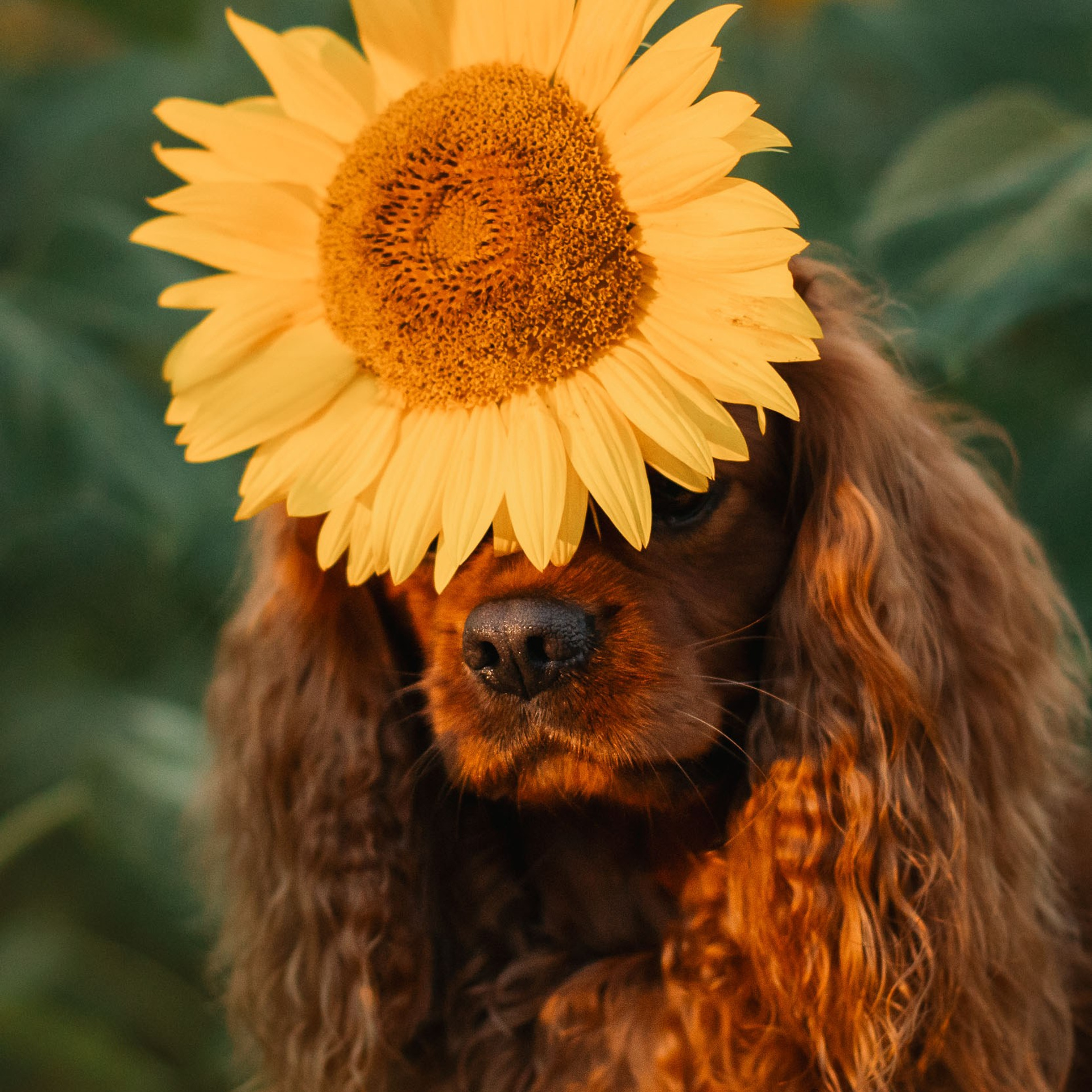 Закат в подсолнухах