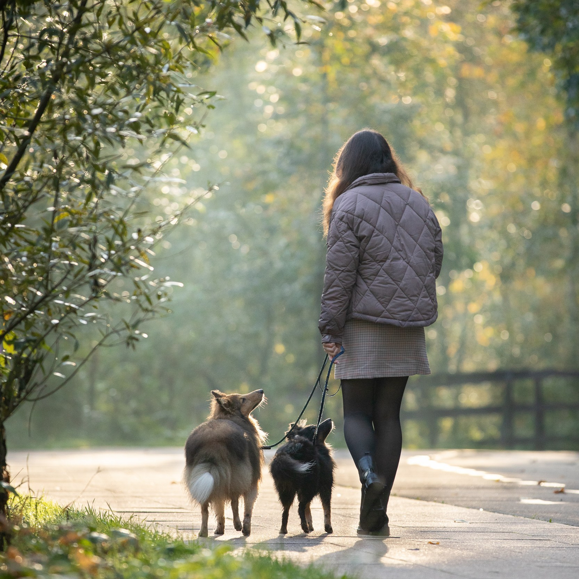Утренний фотосет со Светланой и её шелти Чарли и Эшем